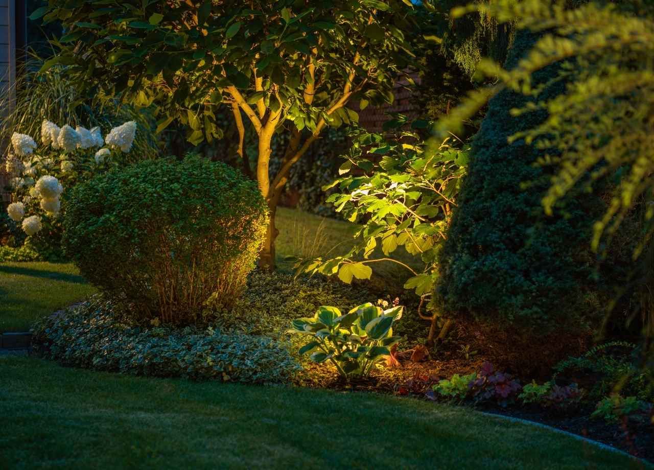 Illuminated garden bed with shrubs and trees, at dusk. Golden light highlights foliage and lawn.