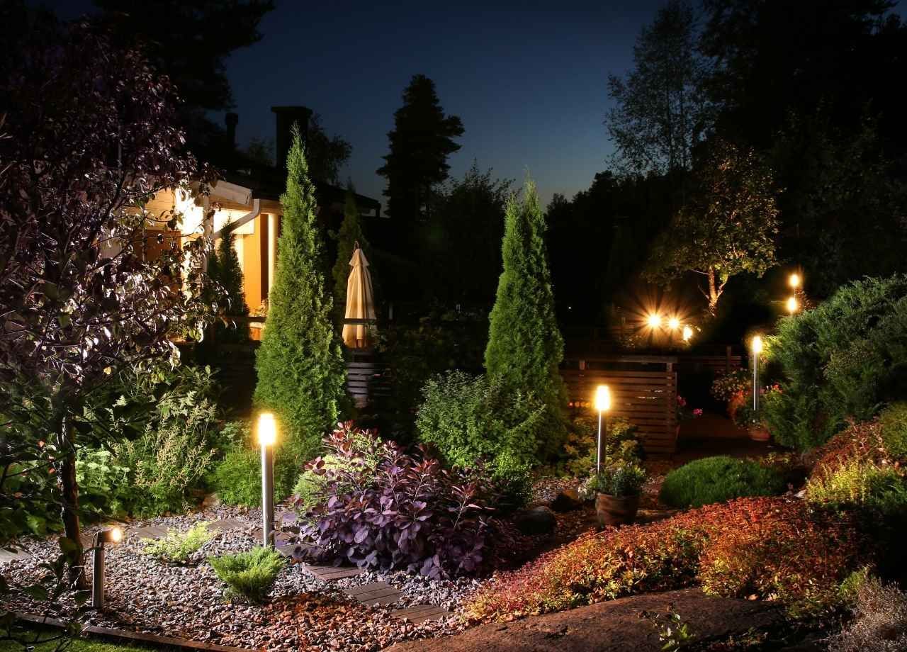 Best Native North Florida Trees for Uplighting