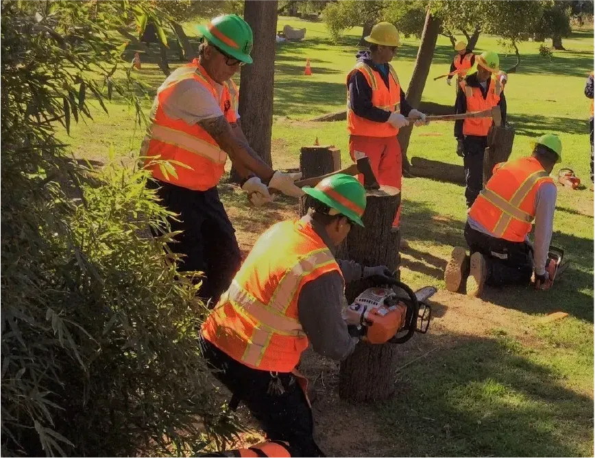 line-clearance-vegetation-management