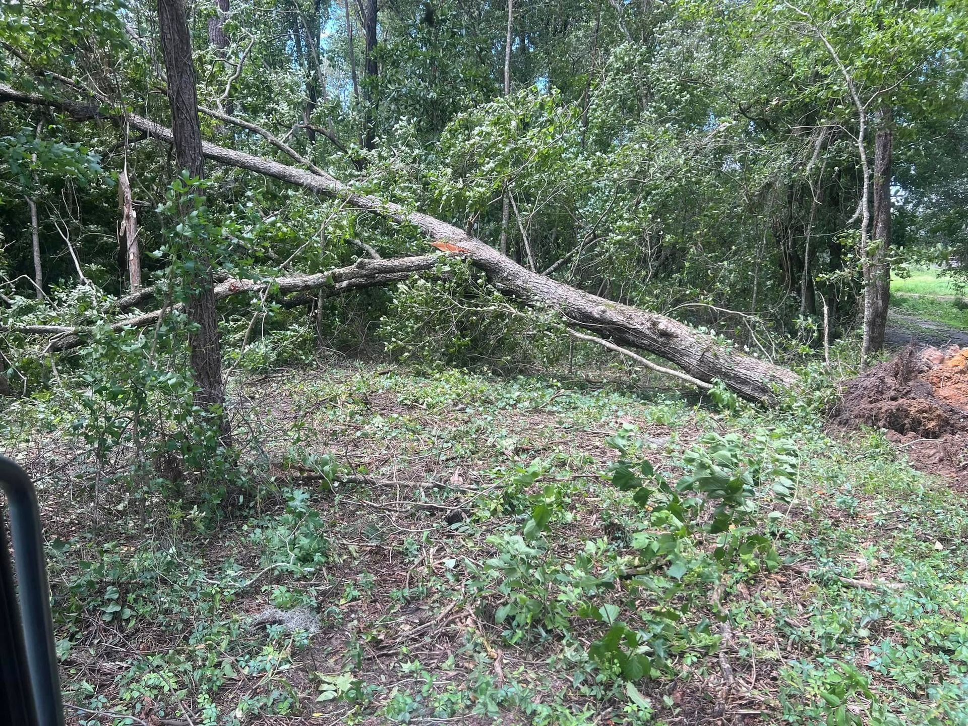 A large pine tree lies fallen across a forest floor, resting at an angle against another tree in a wooded area.