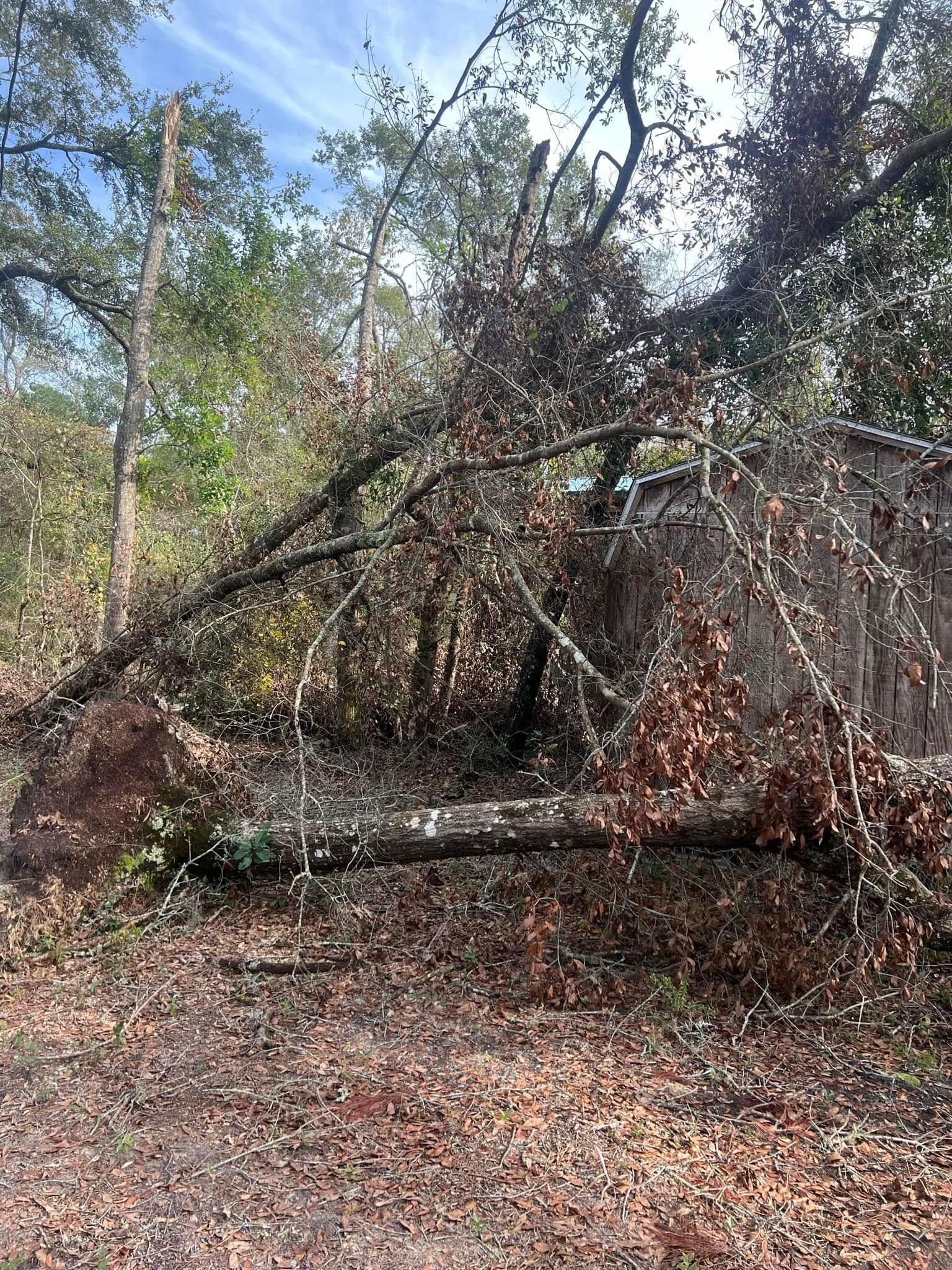 A large tree has fallen and lies across a wooded area, with its roots exposed and brown, dry leaves scattered on the ground.