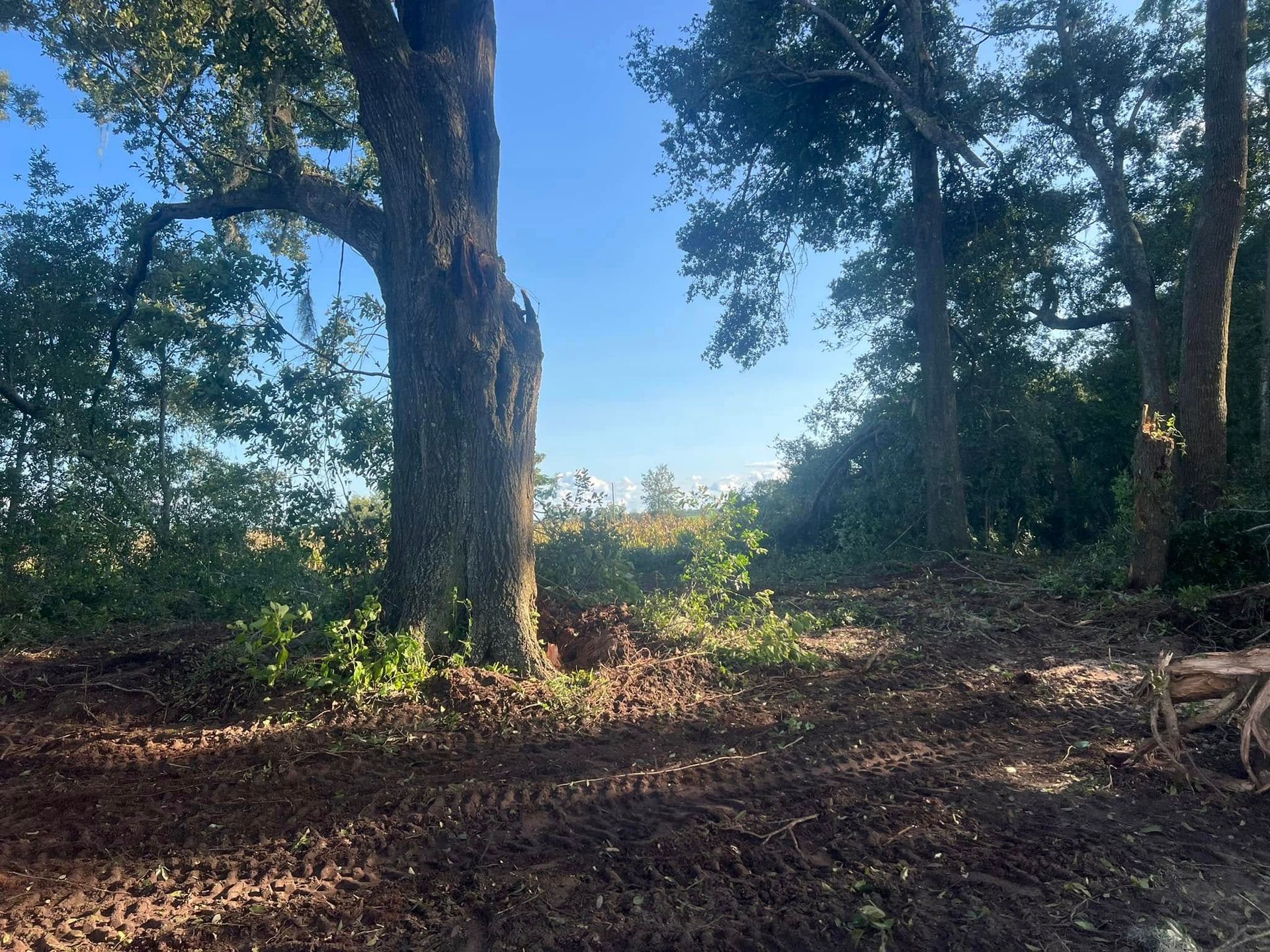 A large, textured oak tree stands beside a clearing of churned earth and dirt in a wooded area under a clear blue sky.