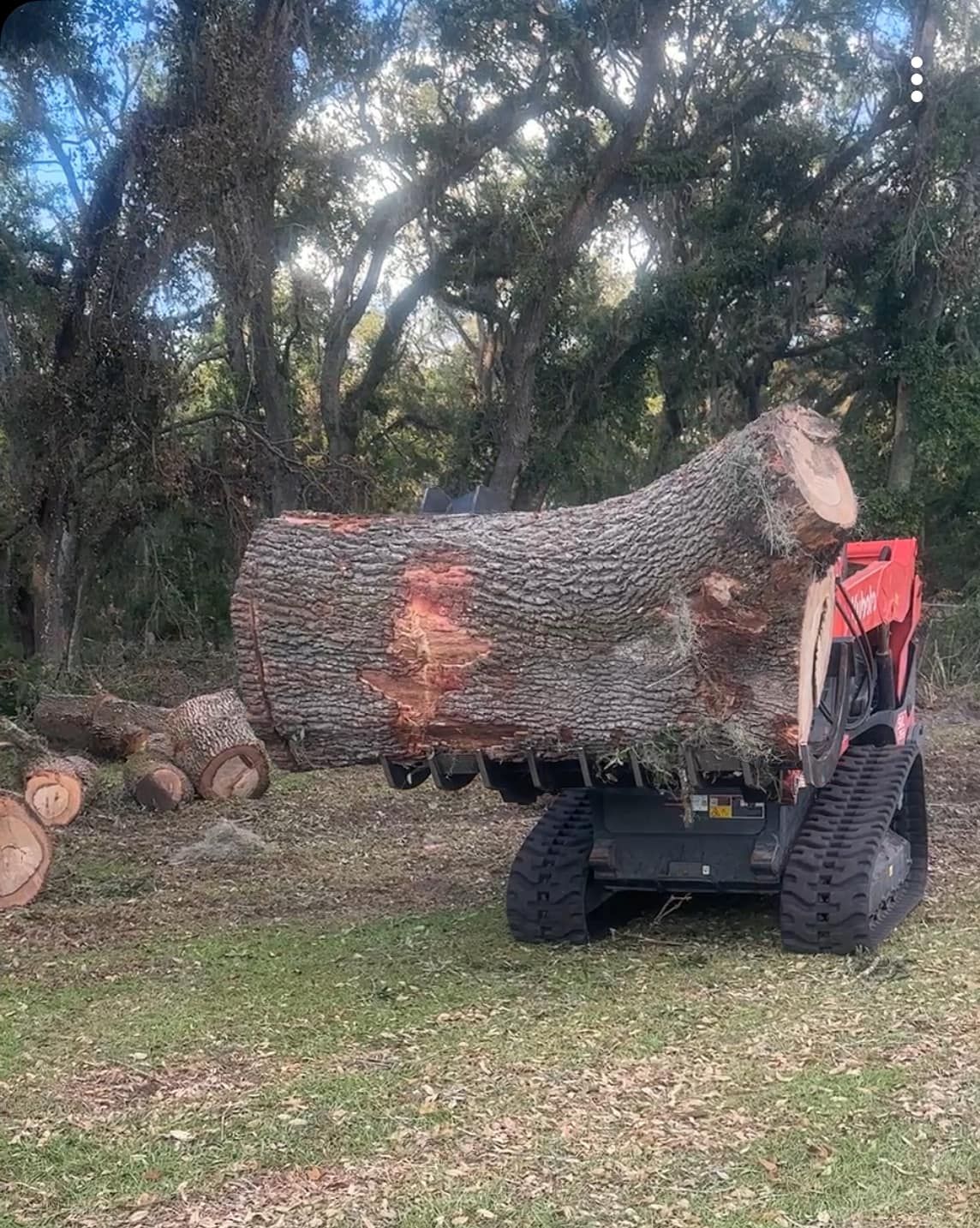 A red tracked skid steer loader holds a large, heavy oak log in a wooded area.