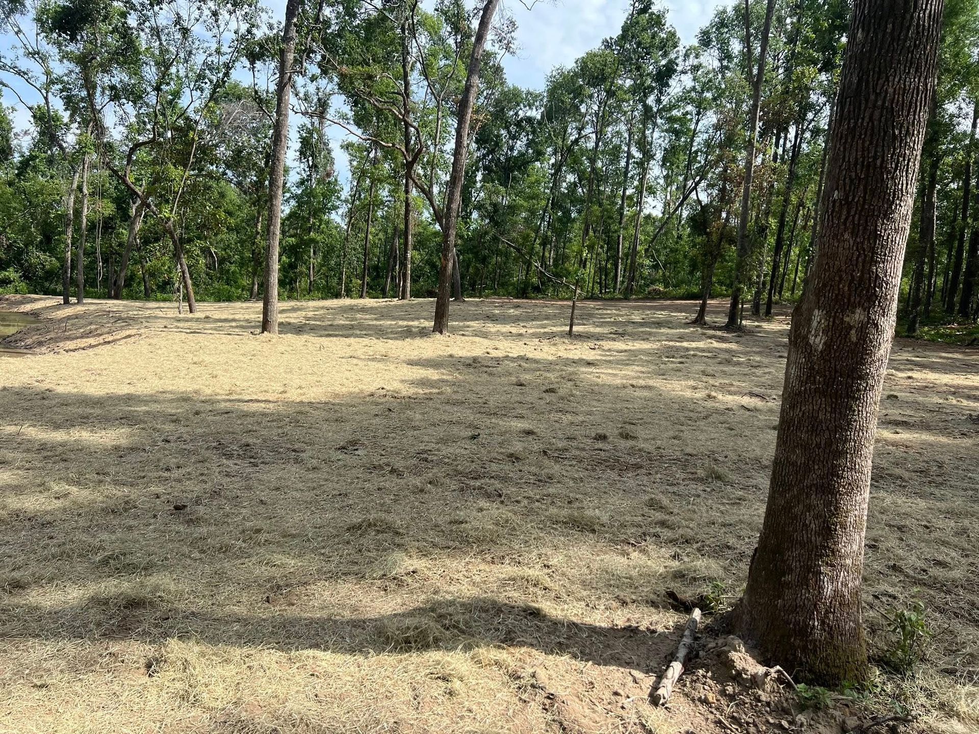 A clearing with golden-brown, freshly mowed grass surrounded by a line of mature green trees under a bright sky.
