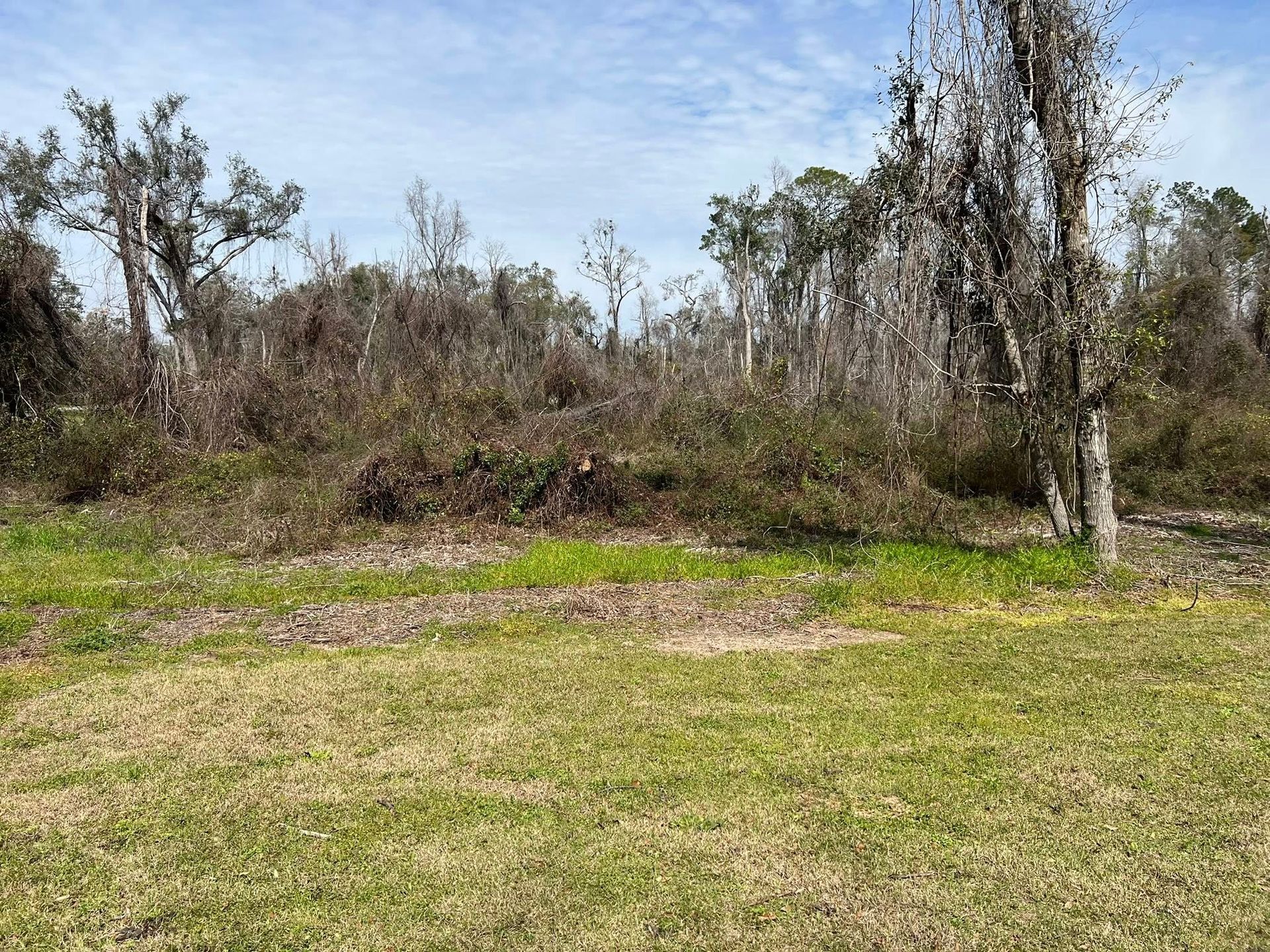 A mowed green lawn in the foreground meets a densely wooded area with dry, brownish brush and bare-branched trees.