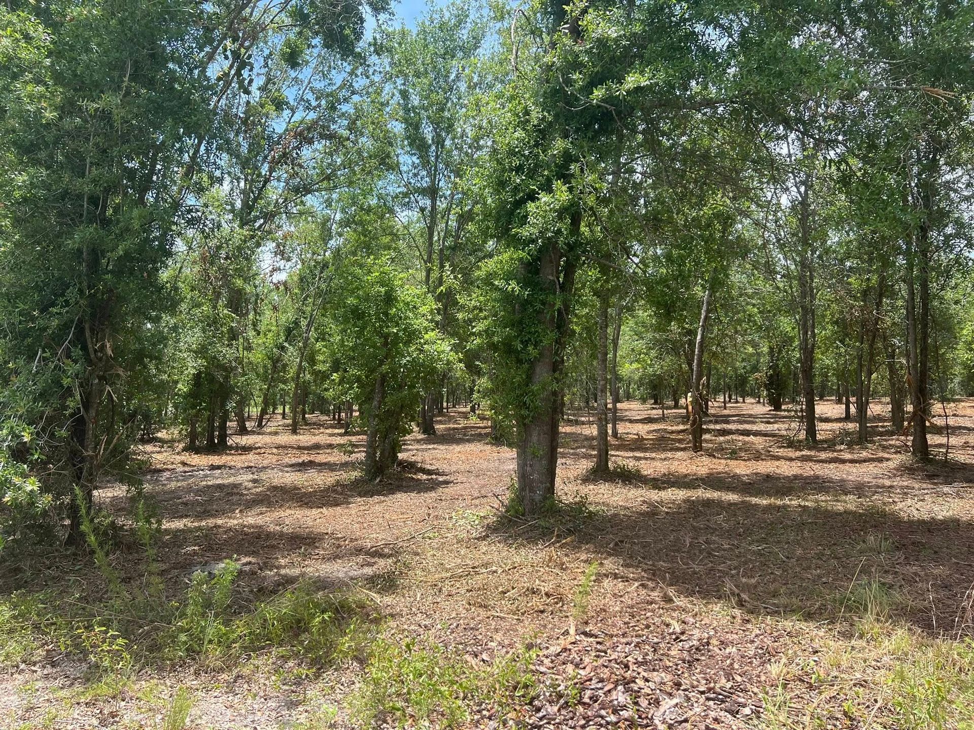 A sunny, wooded landscape featuring thin, leafy trees with trunks covering a forest floor blanketed in brown dry leaves.