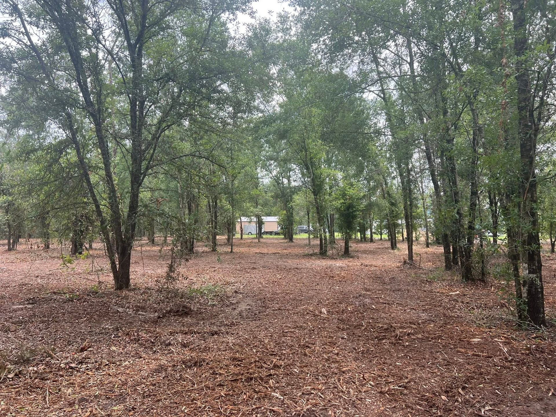 A wooded area with leaf-covered ground leads to a small house visible in the distance between the trees.
