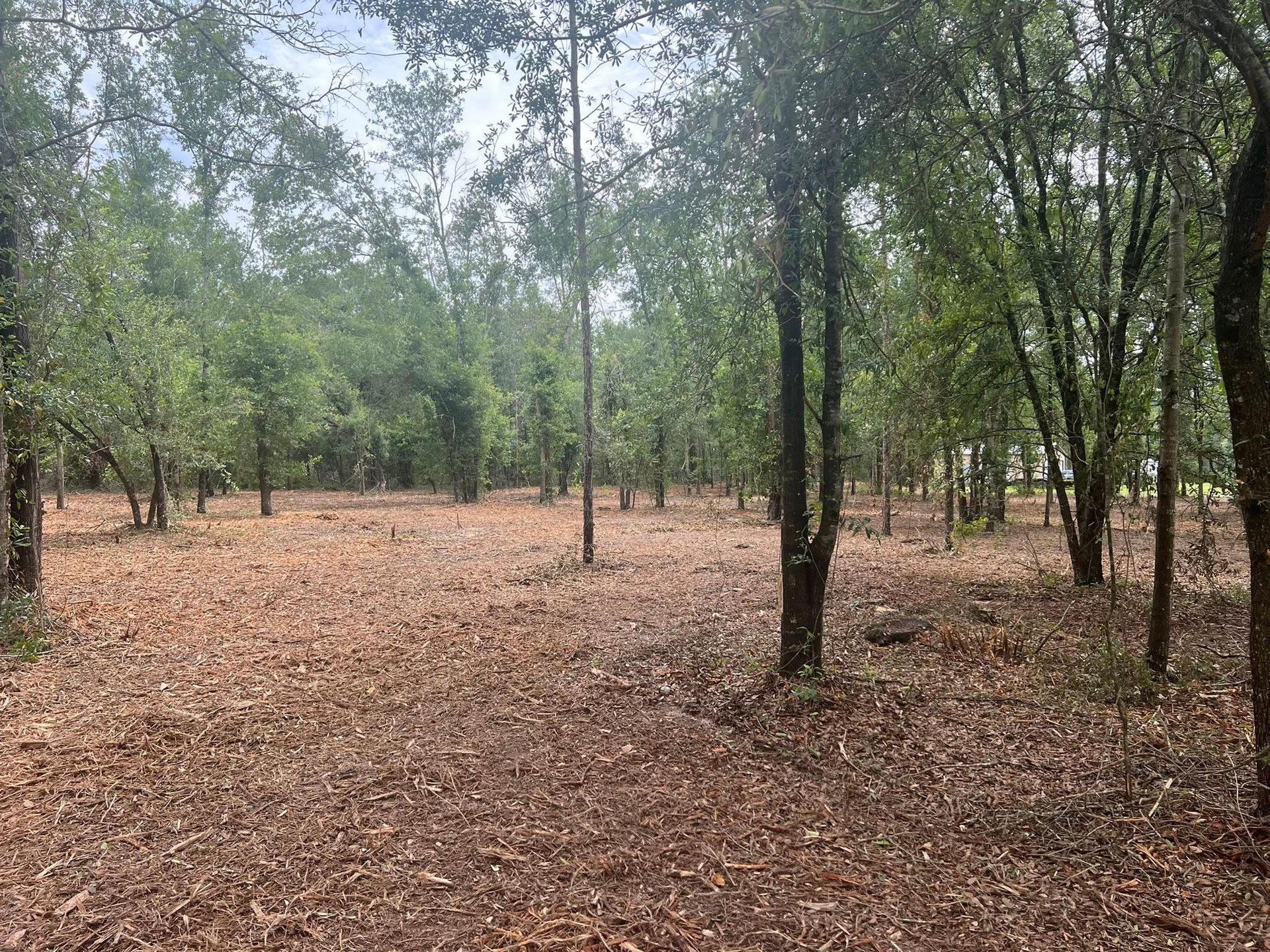 A forest floor covered in dried, fallen brown leaves, surrounded by numerous tall, thin trees under a cloudy sky.