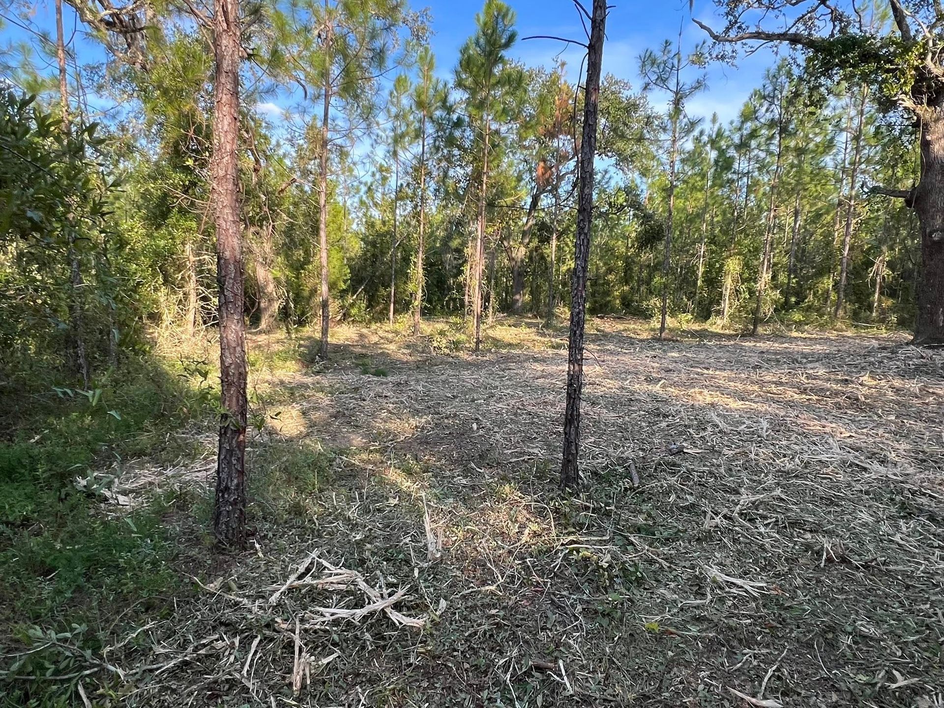 A wooded area with a cleared, debris-covered ground surface under a bright blue sky.