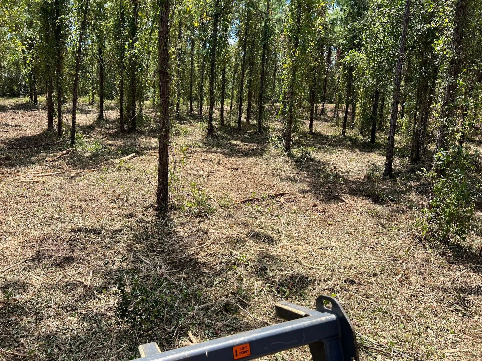 A wide, sunlit grove of tall, slender trees with a blue metal attachment visible in the foreground.