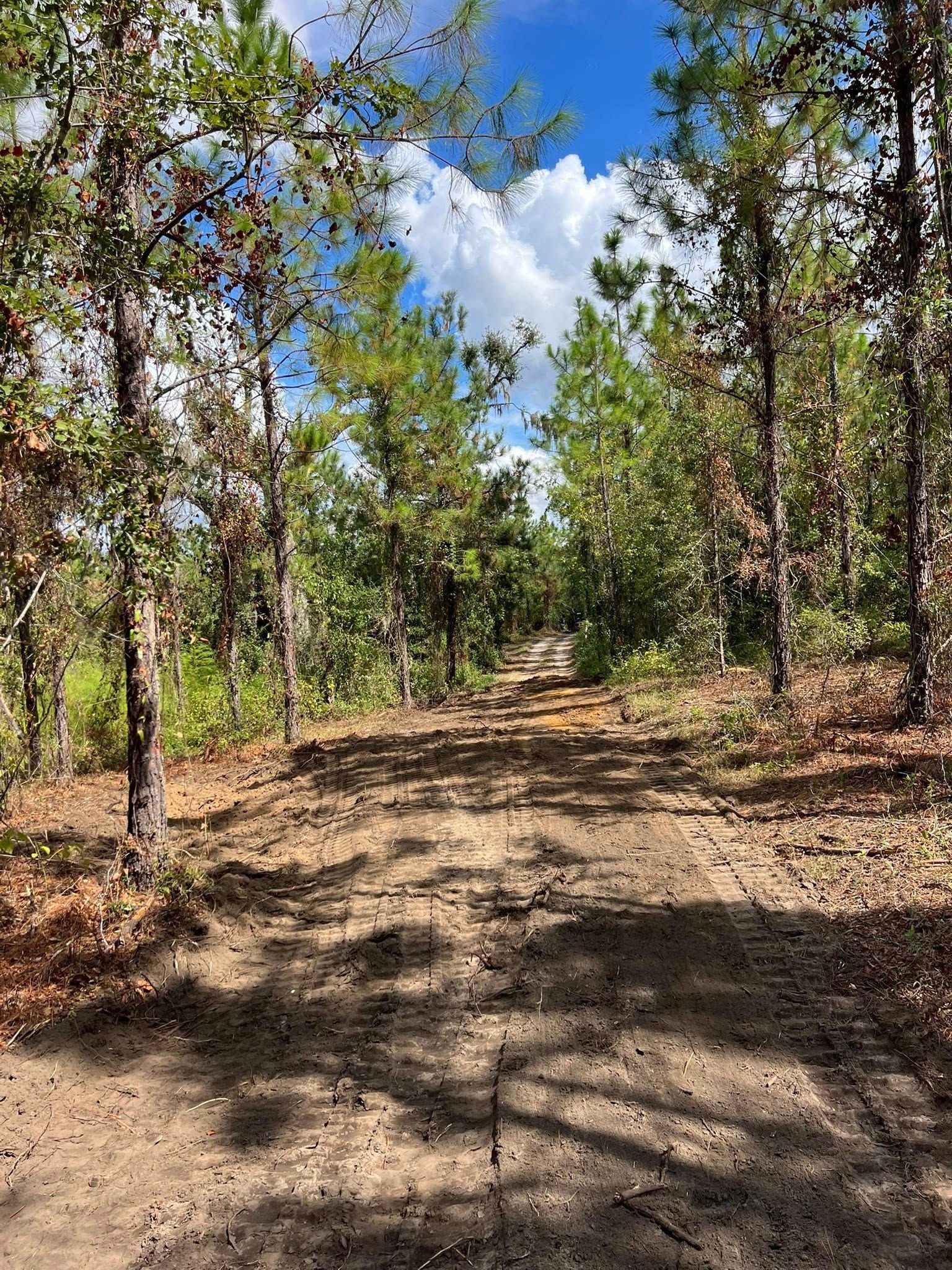 A dirt trail leads into a sunlit forest of tall pine and hardwood trees under a blue sky with white clouds.