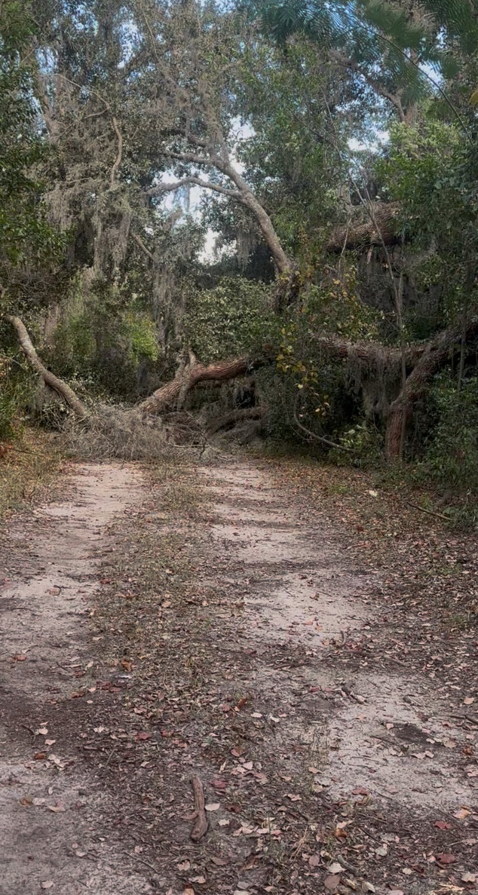 A dirt path through a wooded area is blocked by a fallen tree covered in hanging Spanish moss.