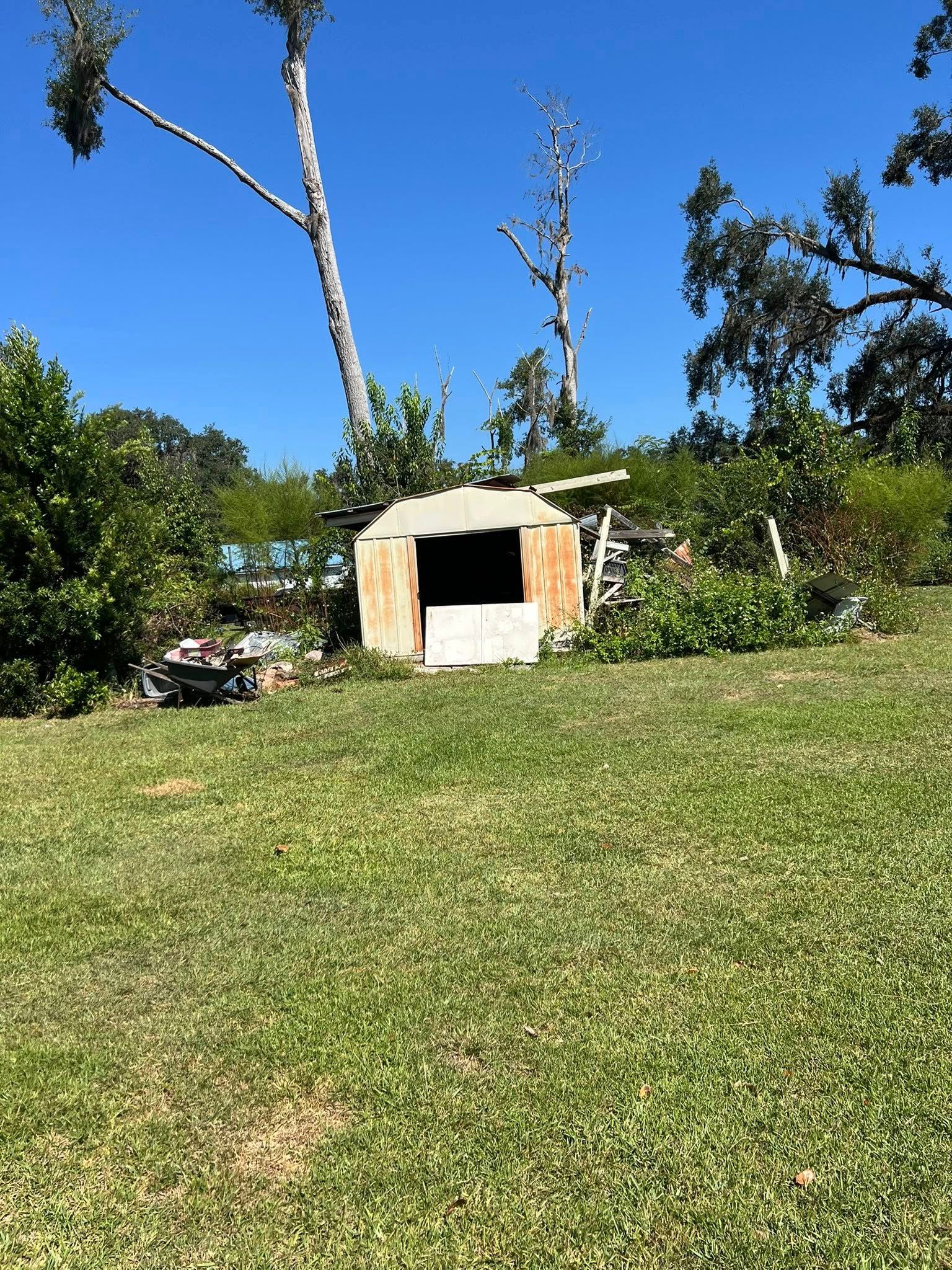 A small, light-colored wooden shed stands in a grassy backyard under a clear blue sky, surrounded by trees and shrubs.