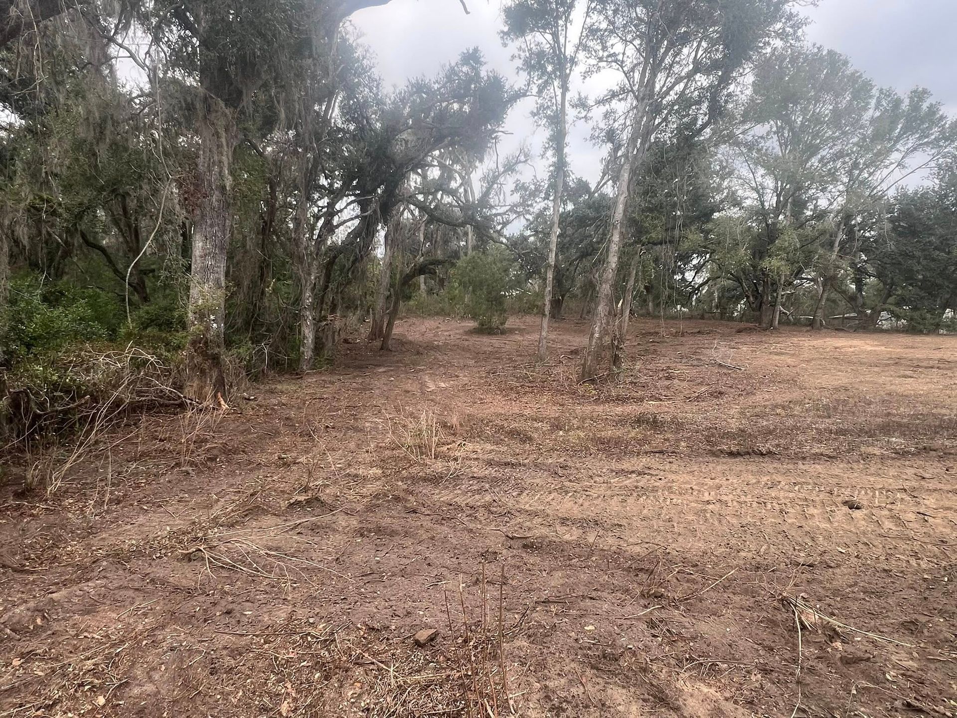 A cleared, dirt-covered area bordering a dense forest with mature, leafy trees under a cloudy sky.