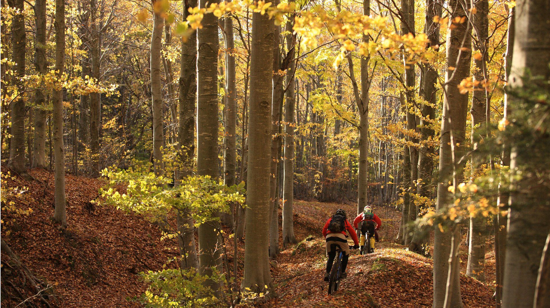 mtb freeride trails woods liguria