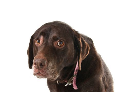 Best animal cruelty abuse neglect lawyer in tucson