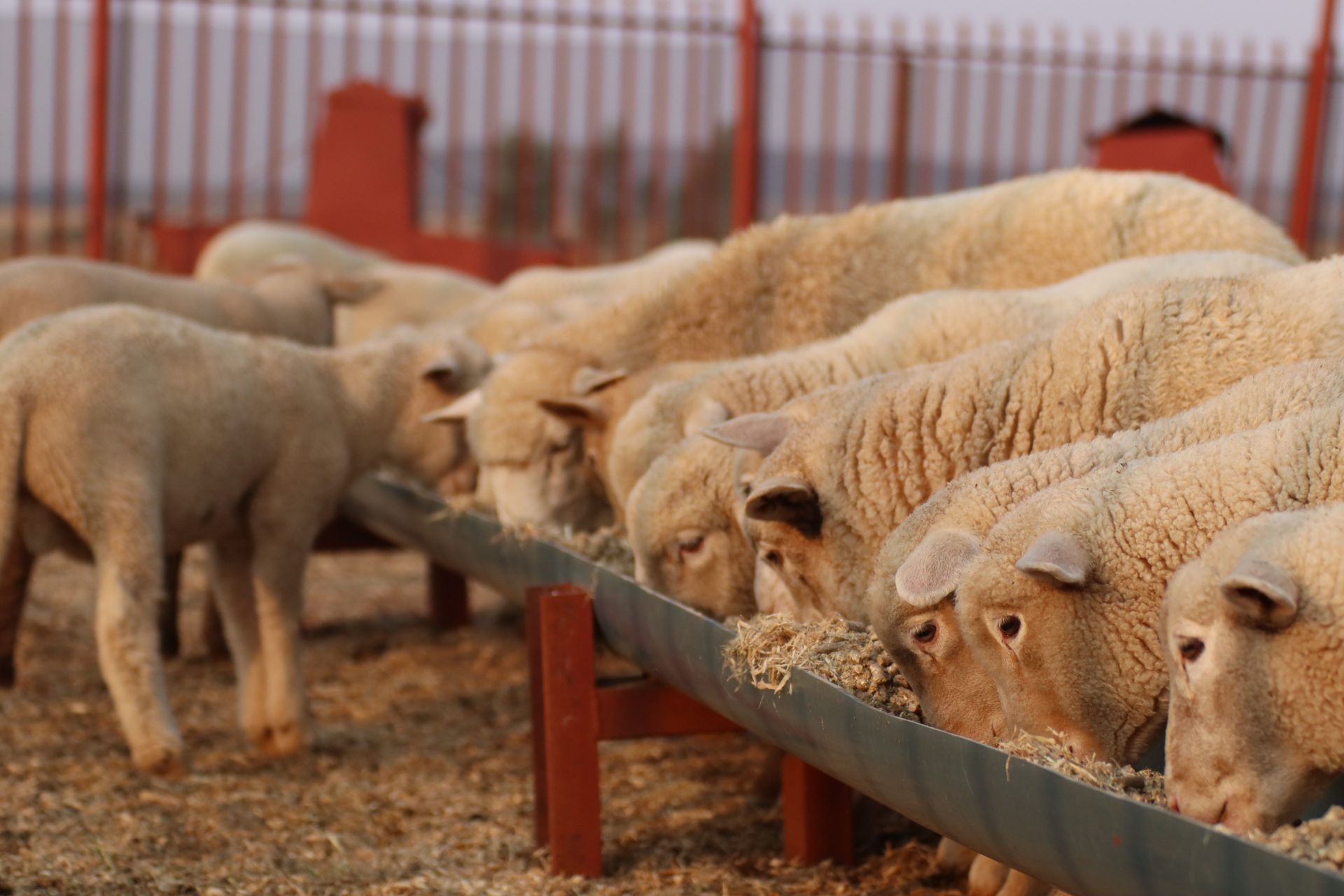 Sheep eating from a trough in a fenced outdoor pen — Humpty Doo Hardware in Humpty Doo, NT