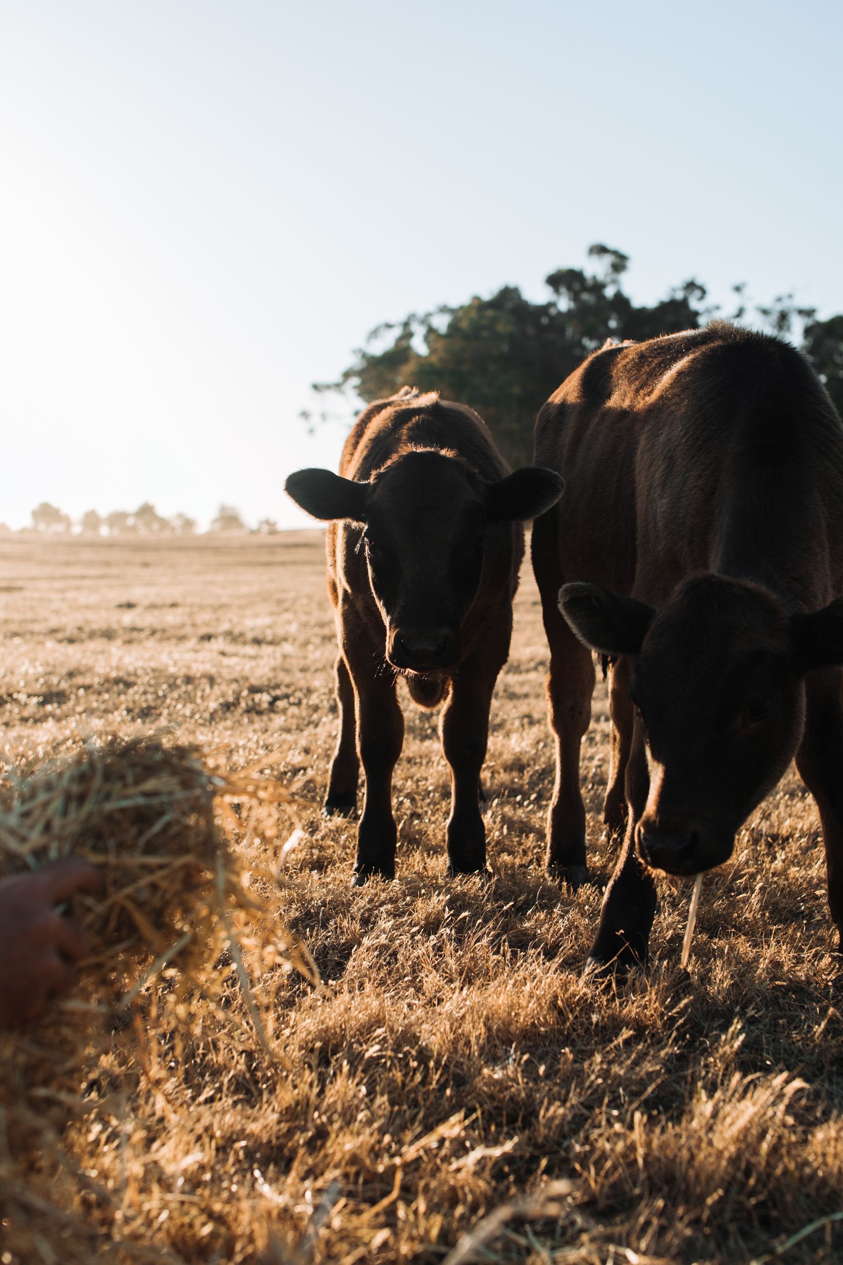Two cows grazing in a dry field at sunrise — Humpty Doo Hardware in Humpty Doo, NT