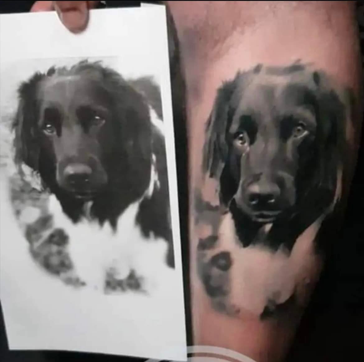 Een hand houdt een foto van een zwart-witte hond vast naast een realistische tatoeage van dezelfde hond op de huid van een persoon.