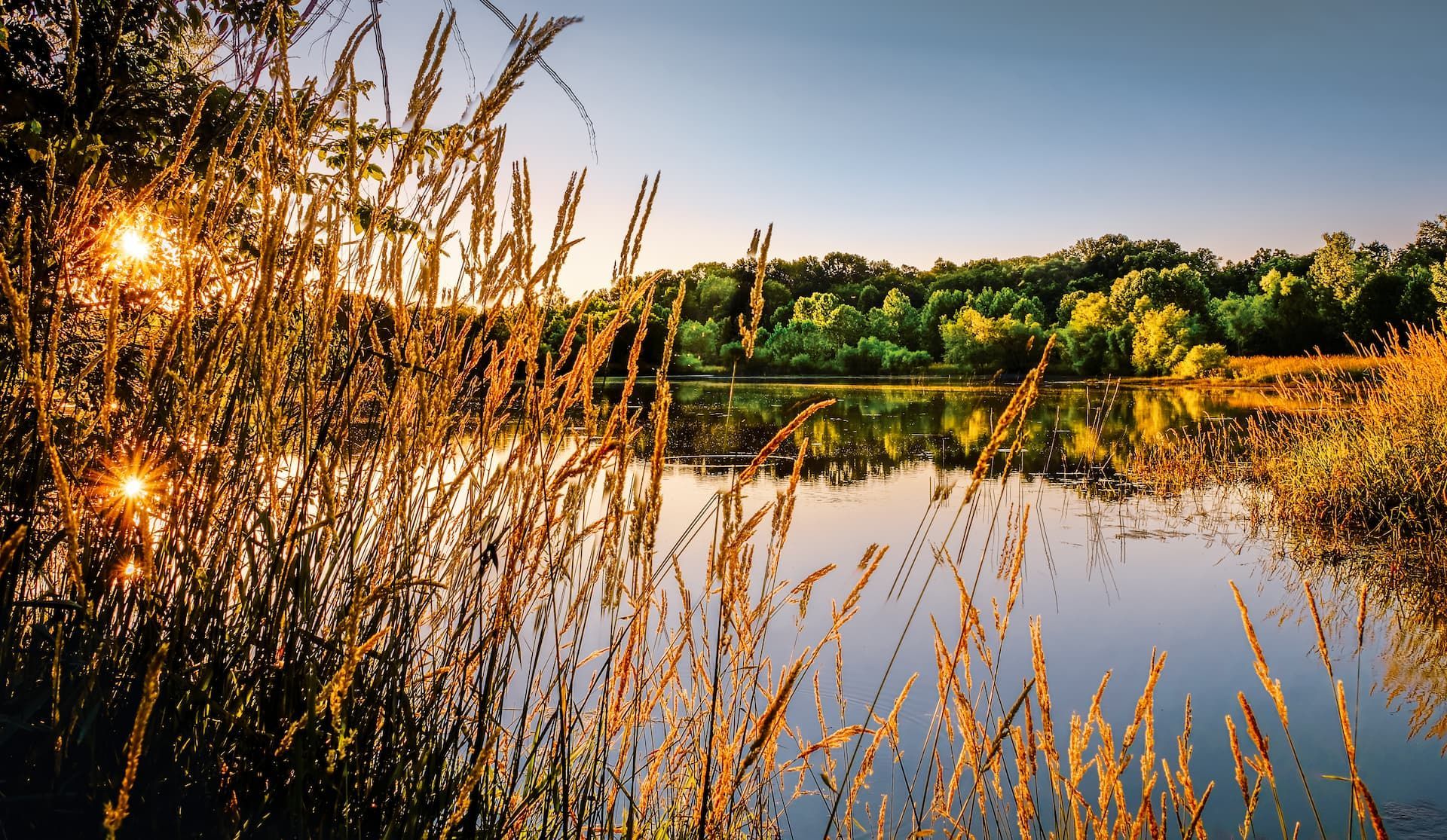 Sunlit lake with tall grasses in the foreground and trees reflected in calm water at sunset
