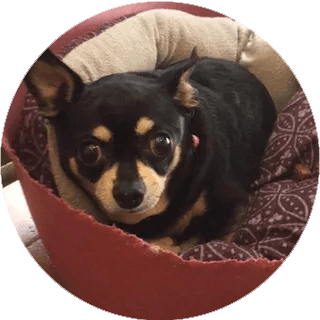 Leah the Chihuahua — Asheville, NC — Top Dog Kennel