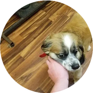Snuggles — Asheville, NC — Top Dog Kennel