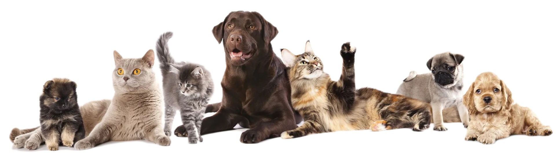 Different breed of cats and dogs
