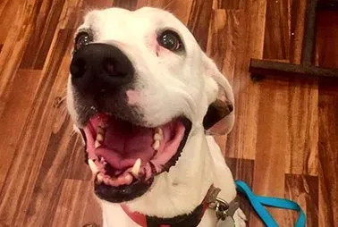Garth is Very Excited — Asheville, NC — Top Dog Kennel