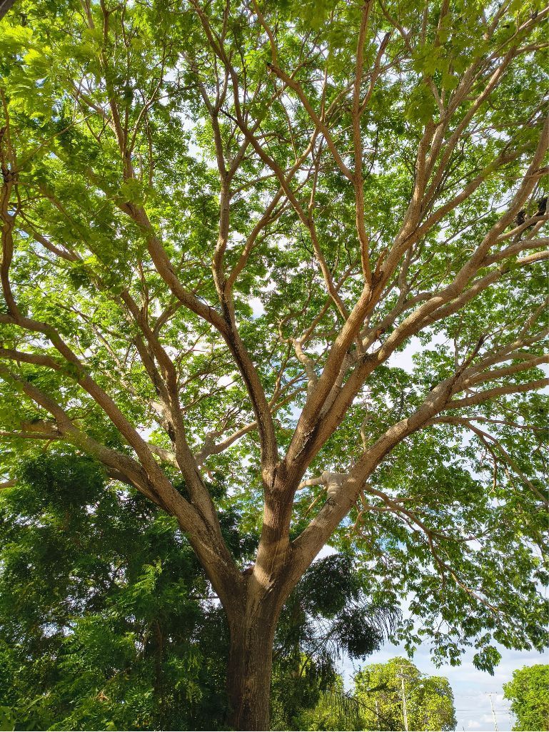 Residential tree health assessment in Sussex County Delaware