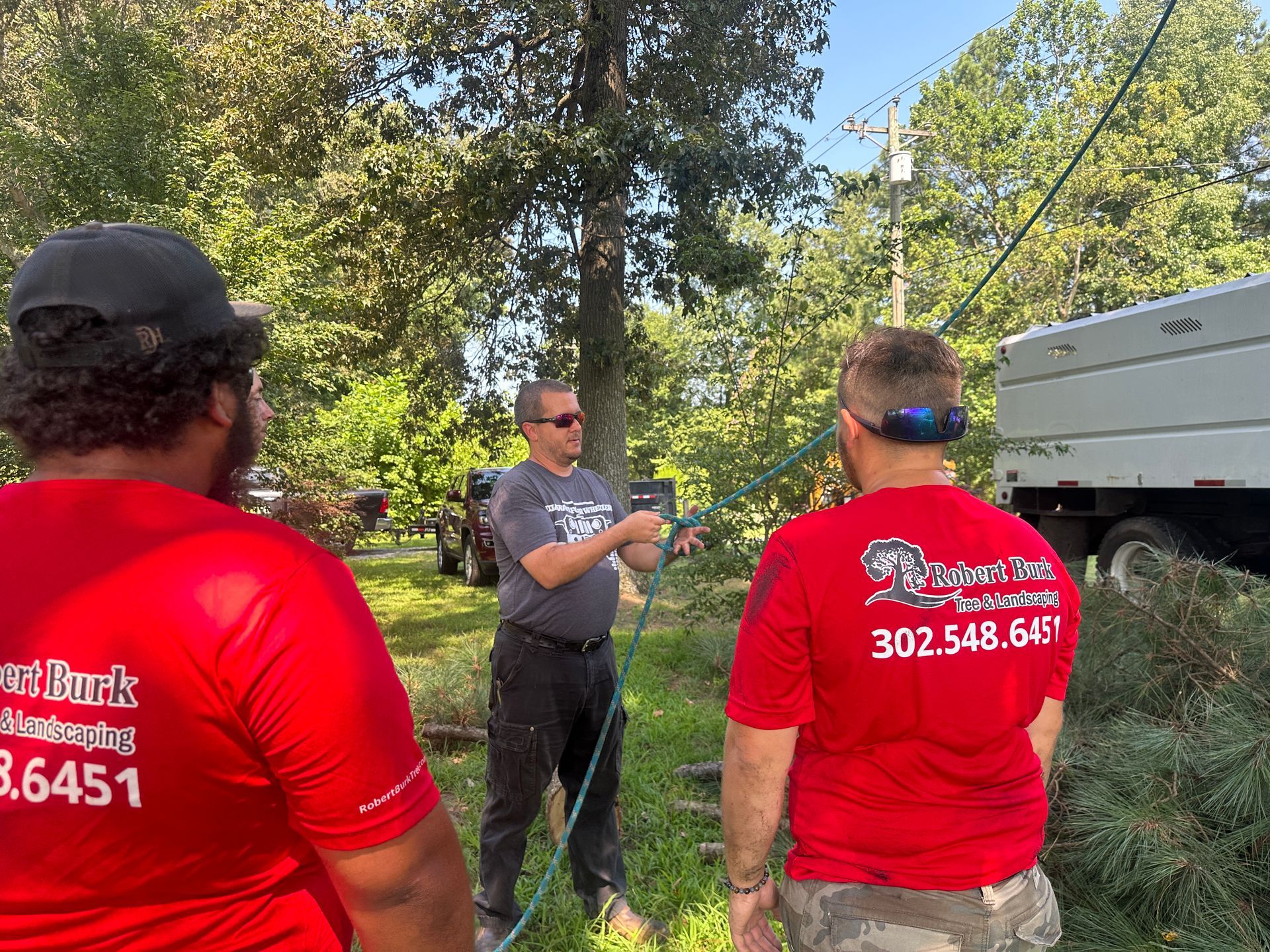 Tree pruning service improving tree structure and safety in Milford Delaware