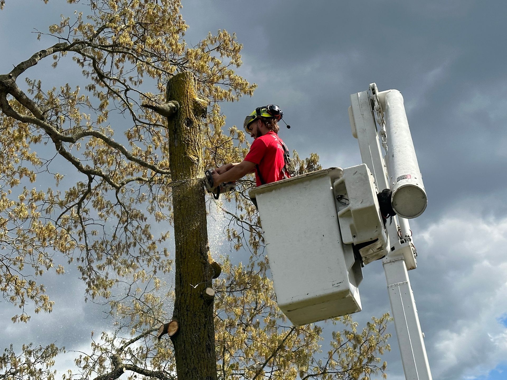 Crane-assisted tree removal on residential property in Dover Delaware