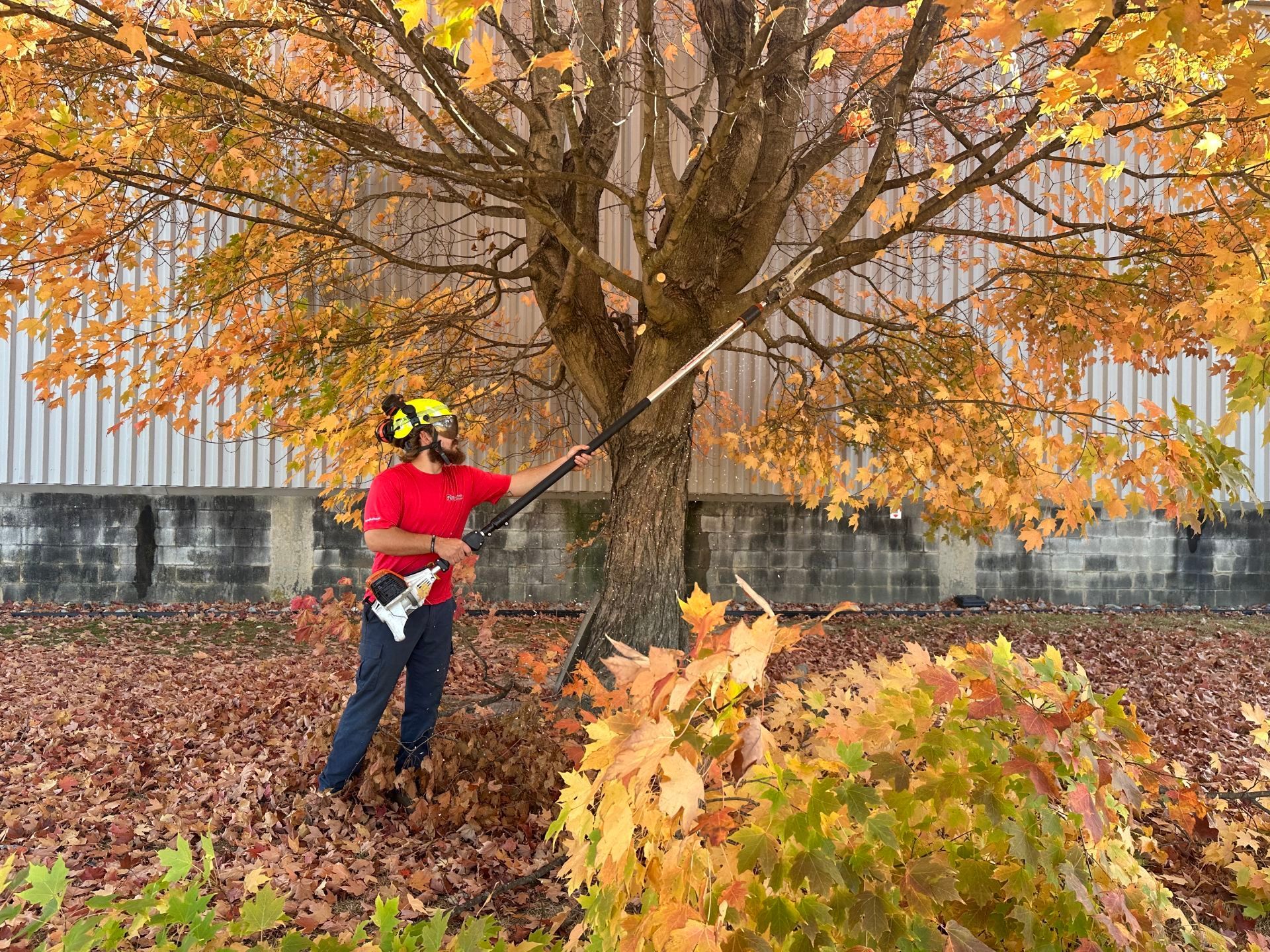 Professional tree pruning on residential property in Kent County Delaware