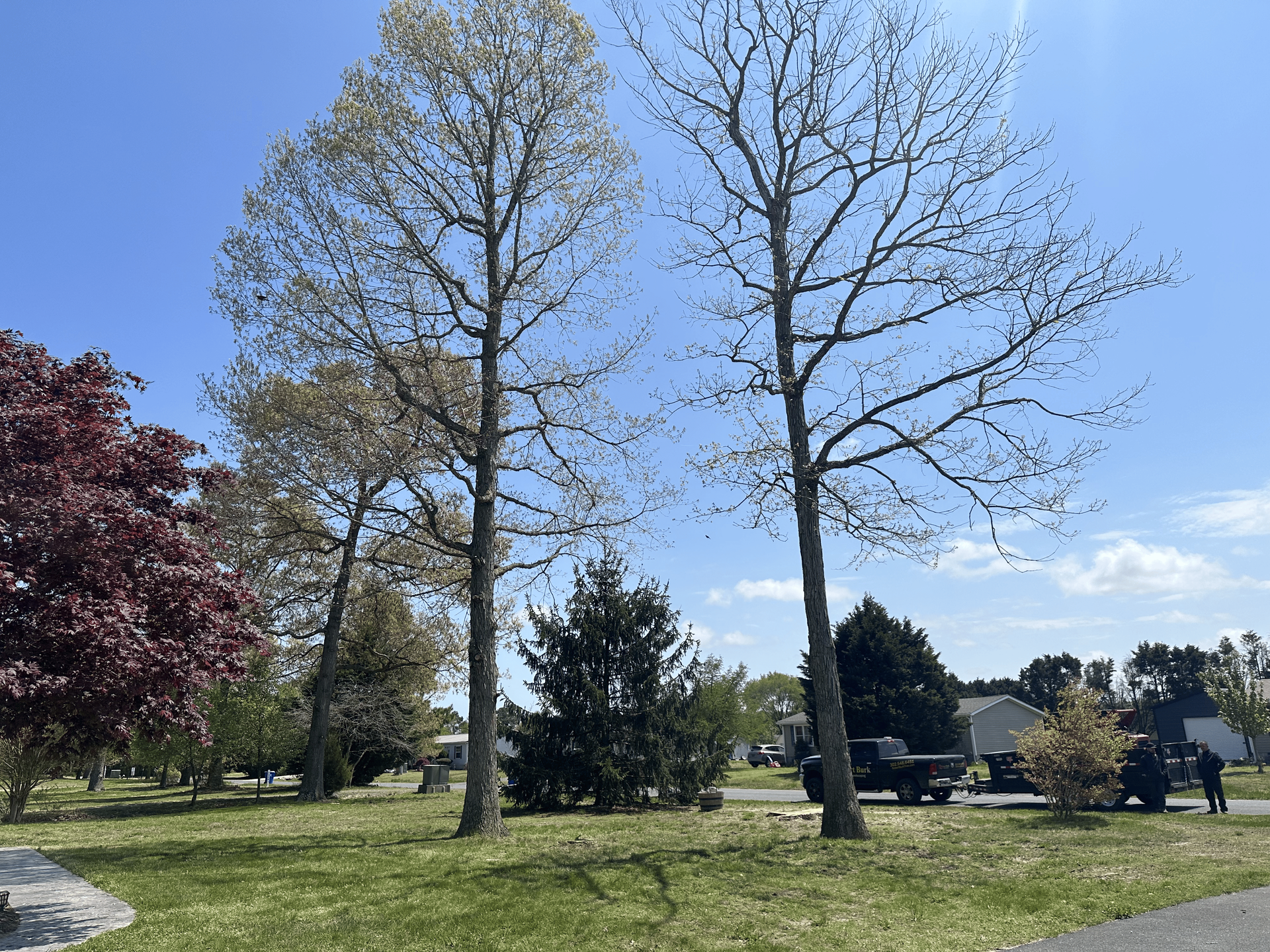 Tree structure and healthy growth on residential property in Kent County Delaware