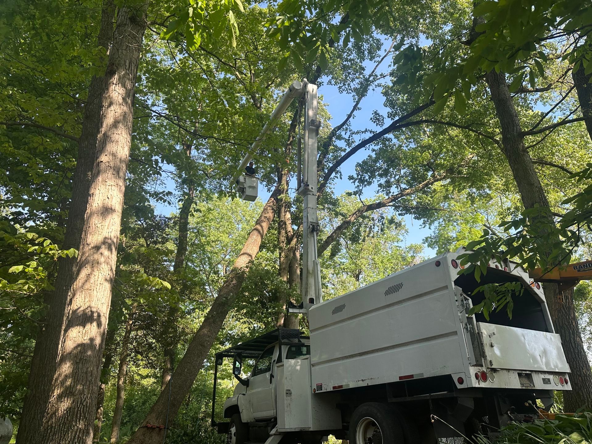 Tree pruning service protecting home and structures in Sussex County Delaware
