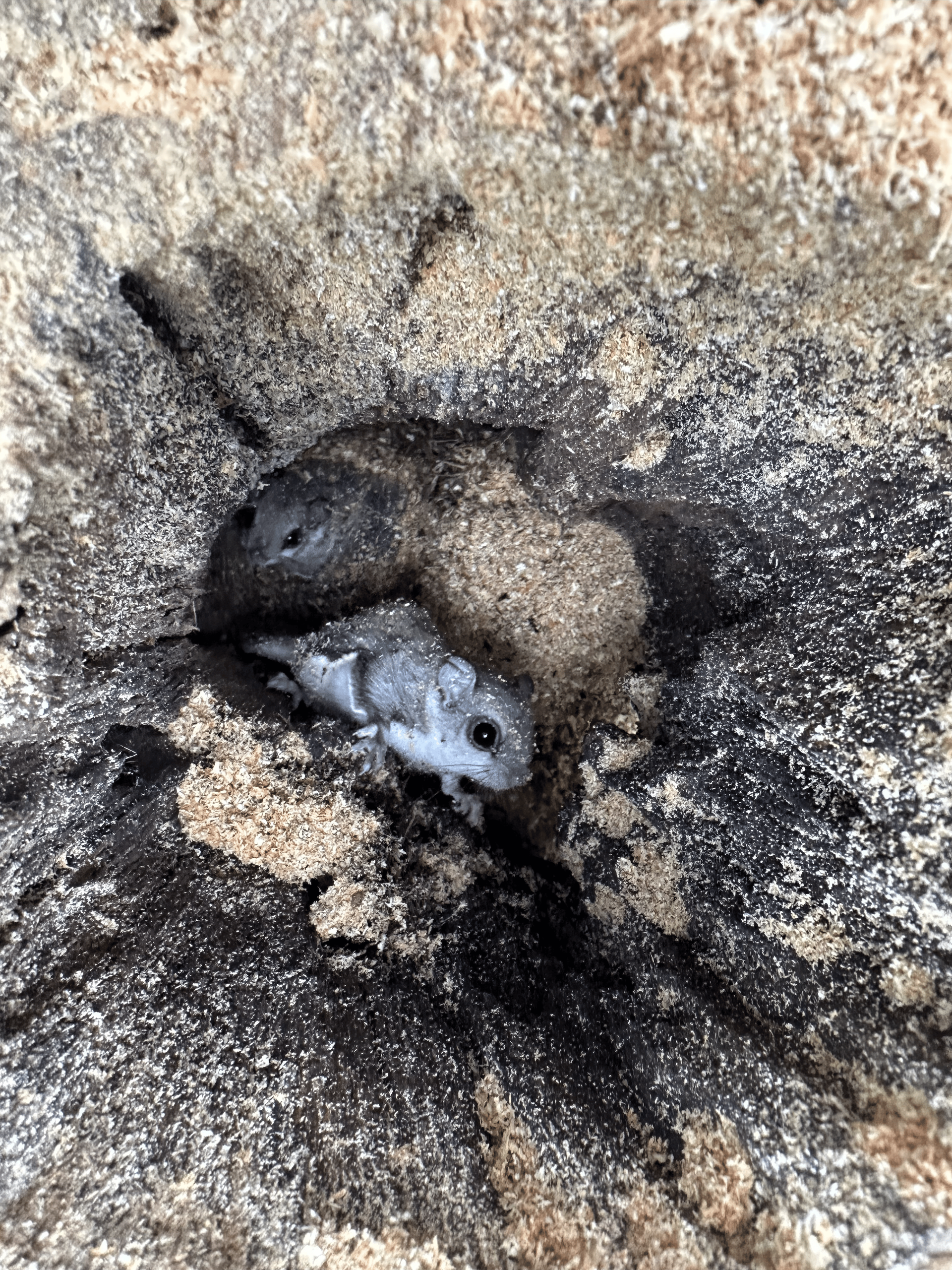 Tree health services including trunk injections in Milford Delaware