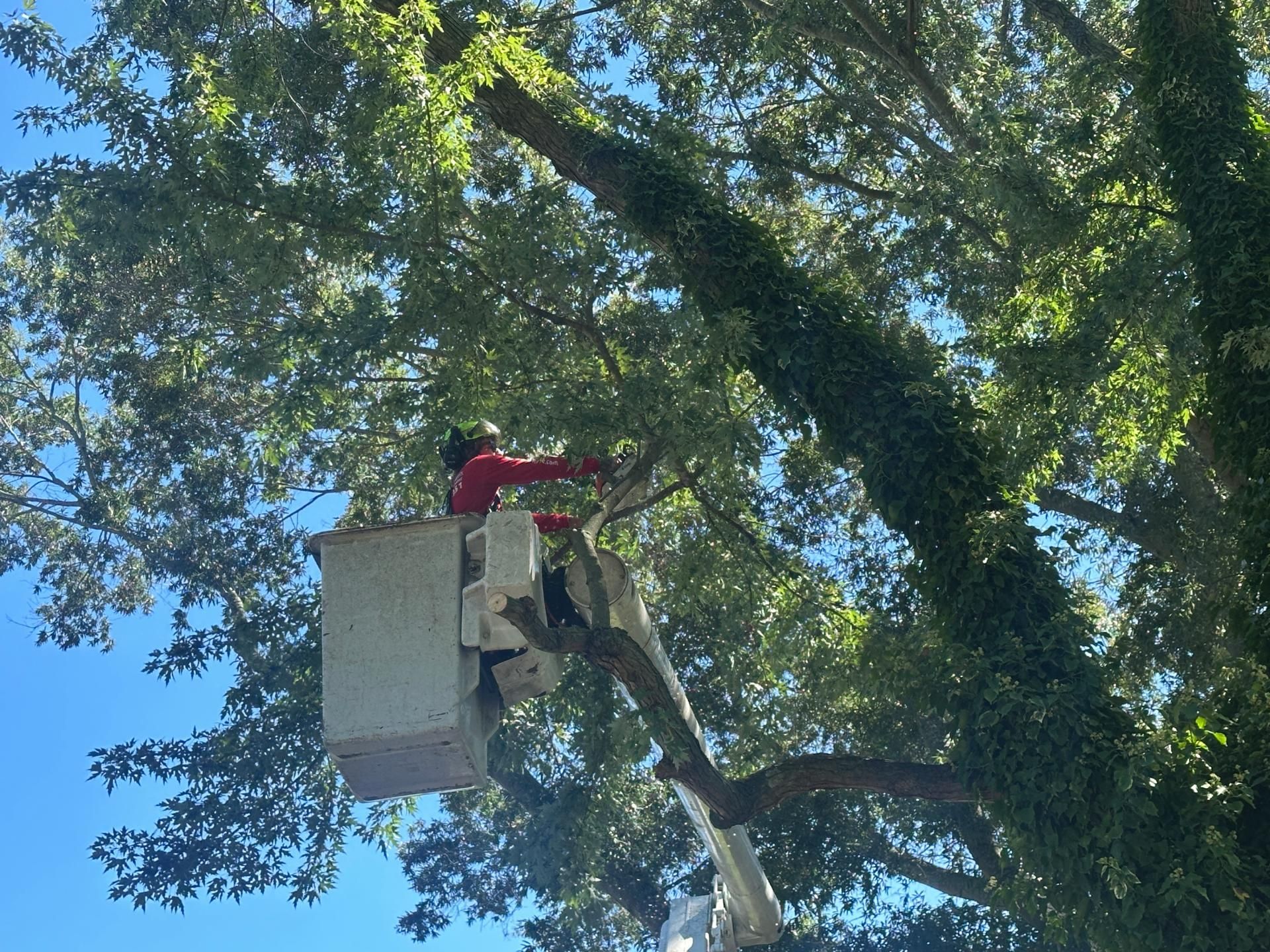 Arborist performing tree pruning on residential property in Dover Delaware