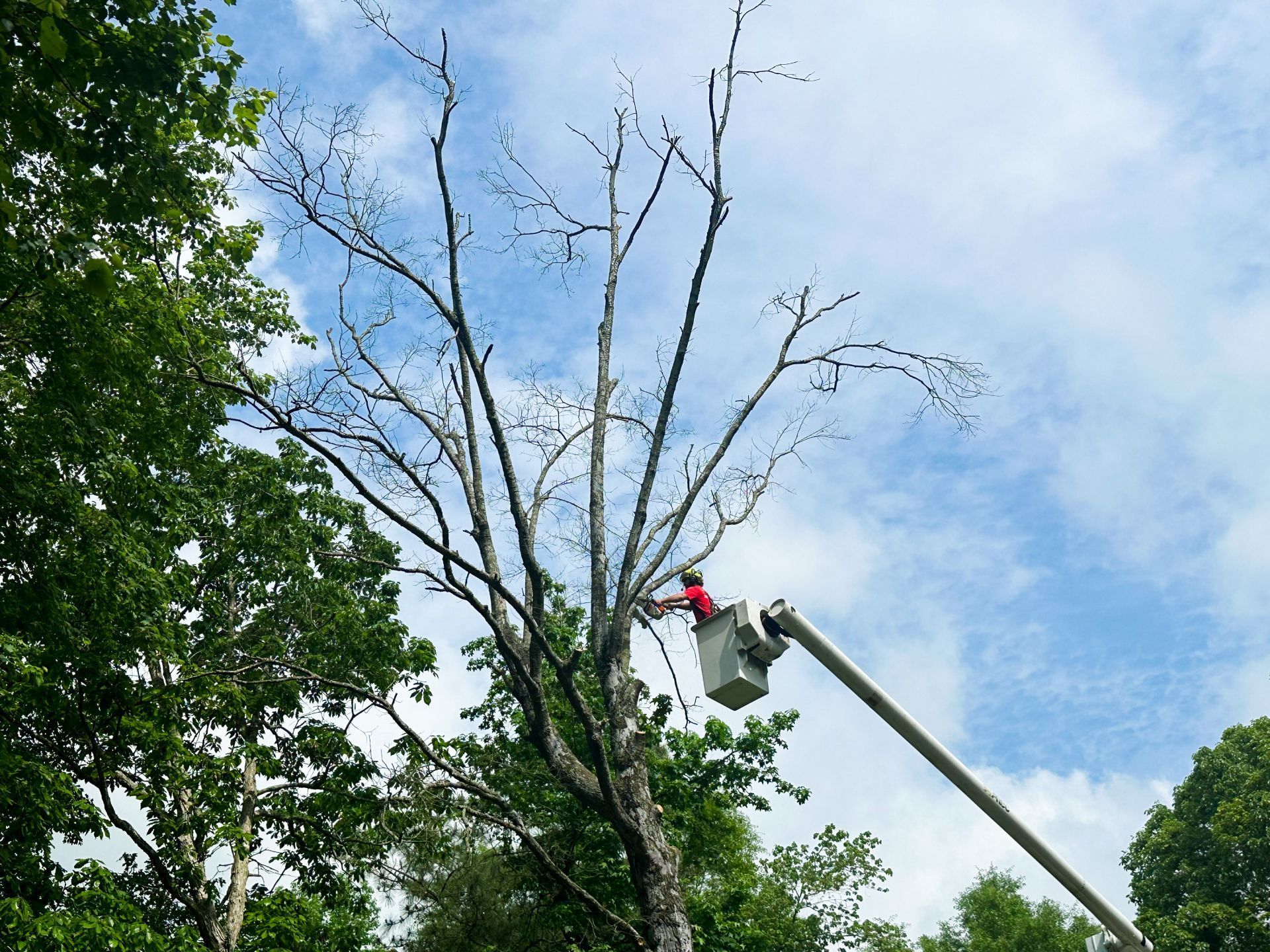 Emergency tree removal from residential property using bucket truck in Sussex County Delaware