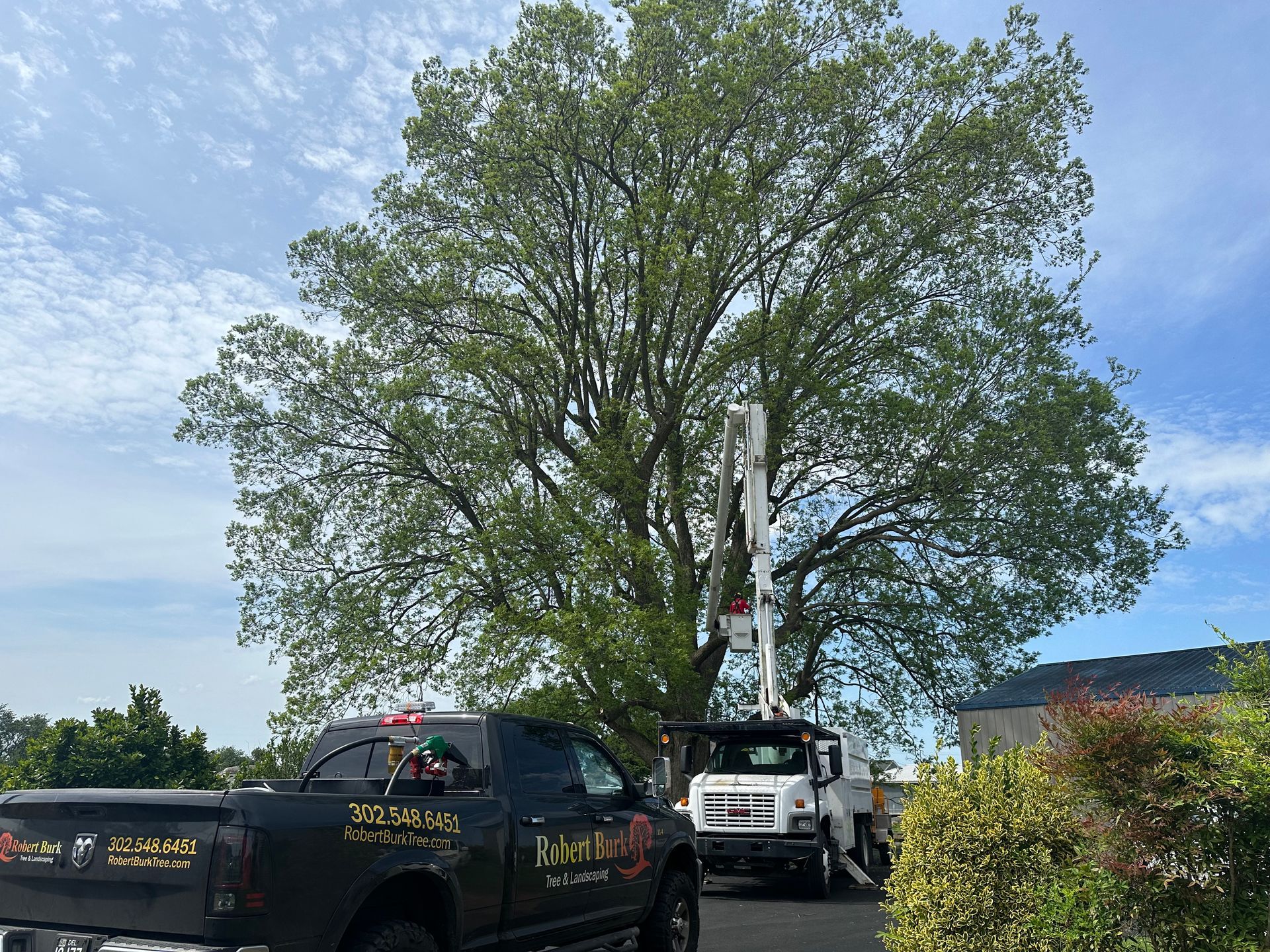 Residential tree removal improving property safety in Sussex County Delaware