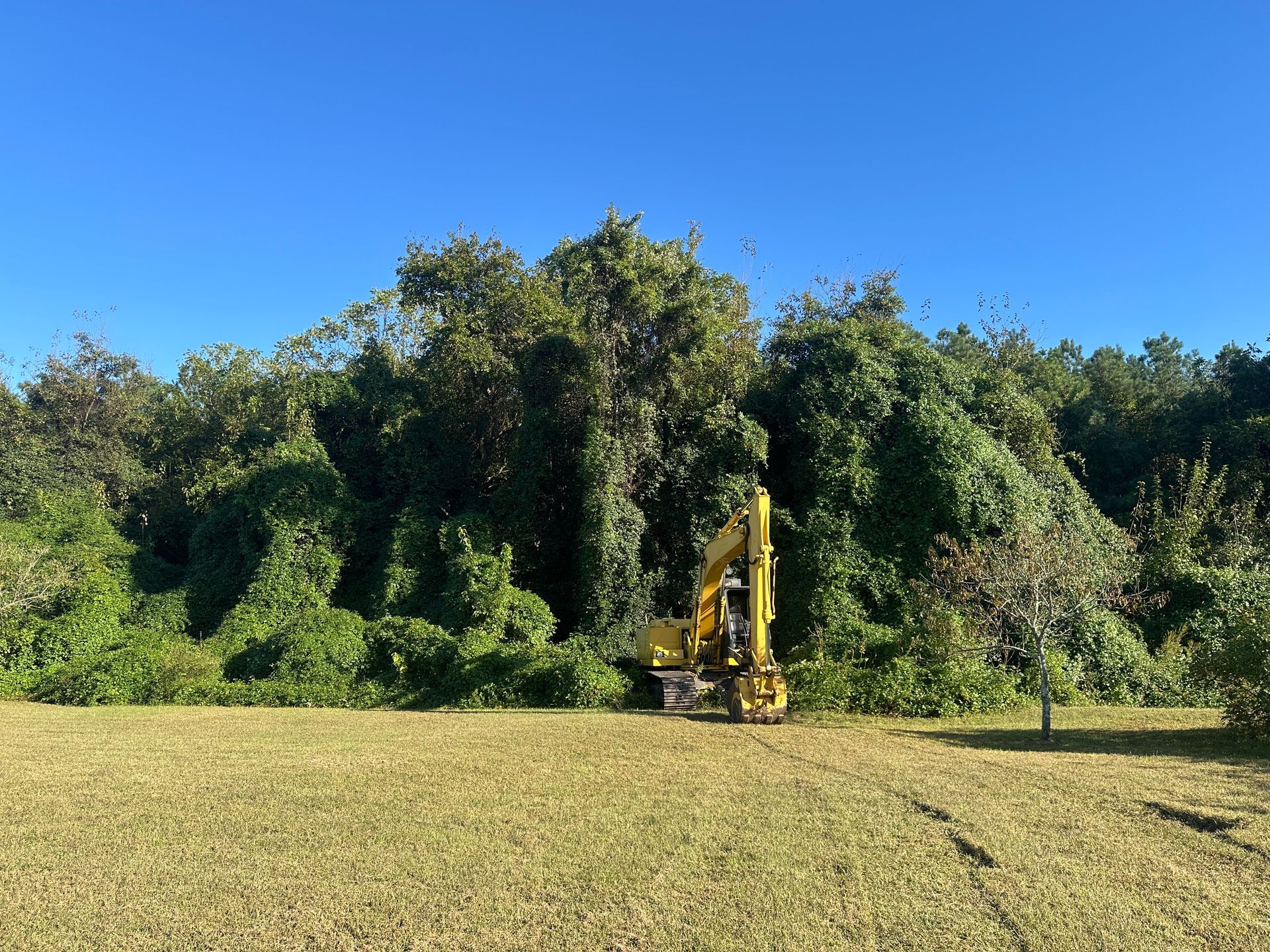 Heavy equipment land clearing removing large trees in Dover Delaware
