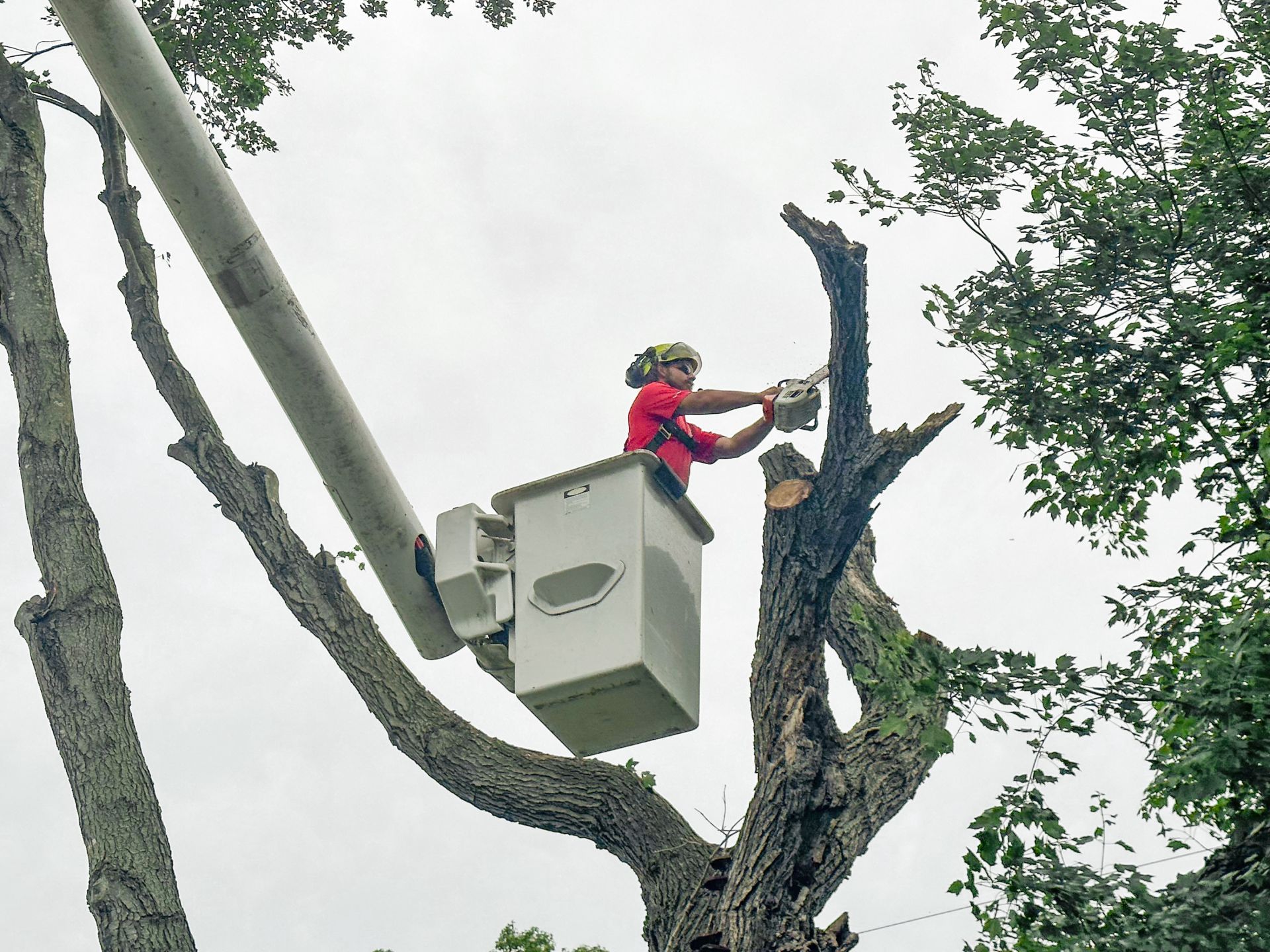Tree pruning service protecting home and structures in Sussex County Delaware