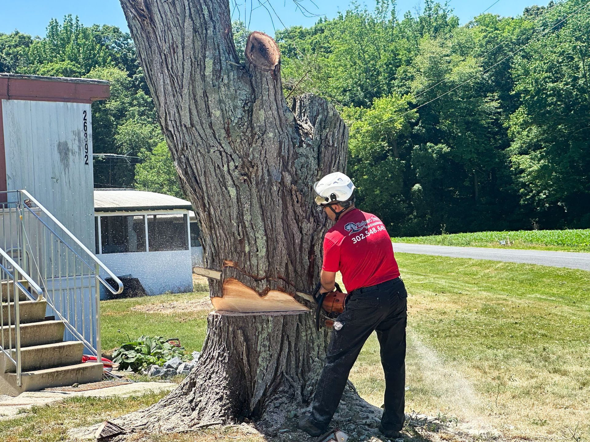 Emergency tree removal from residential yard in Milford Delaware