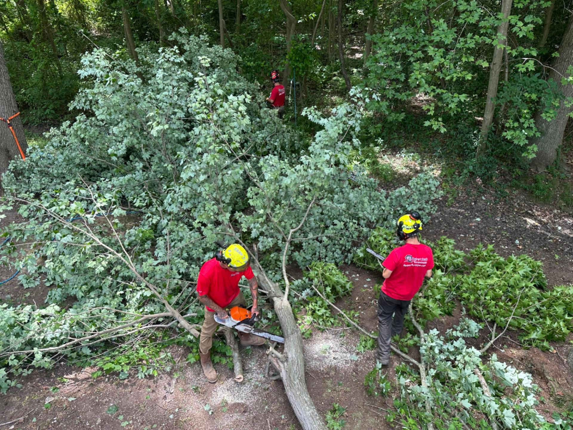 Land clearing with trees being removed on commercial property in Kent County Delaware