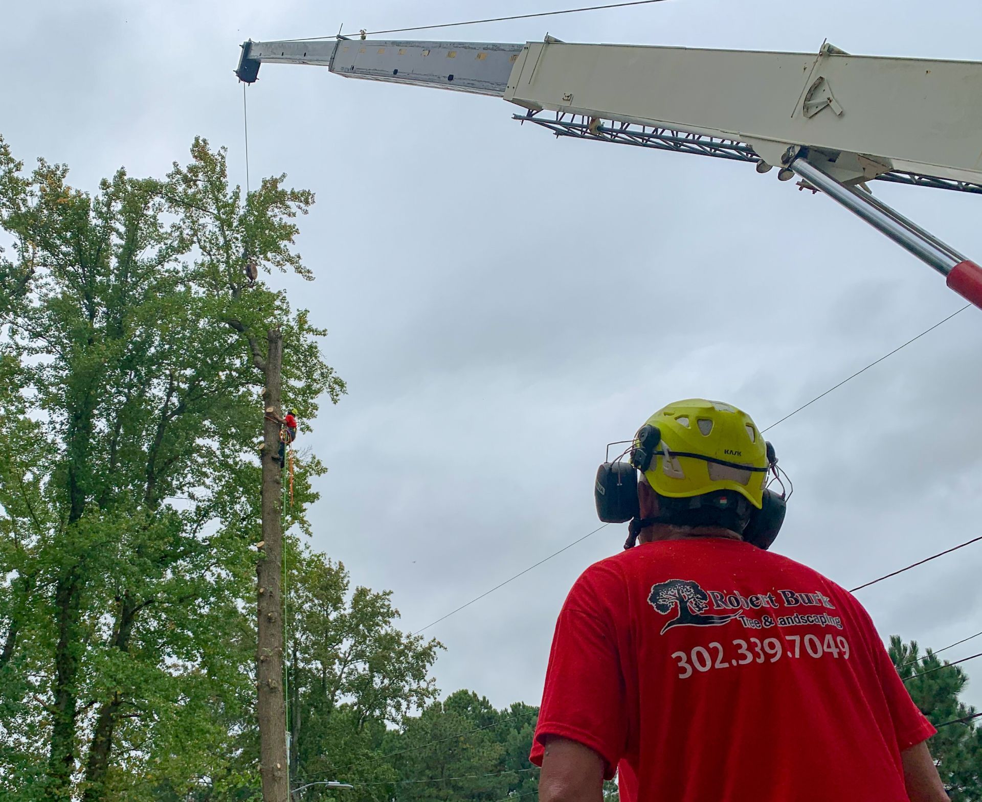 Large tree removal near home in Milford Delaware