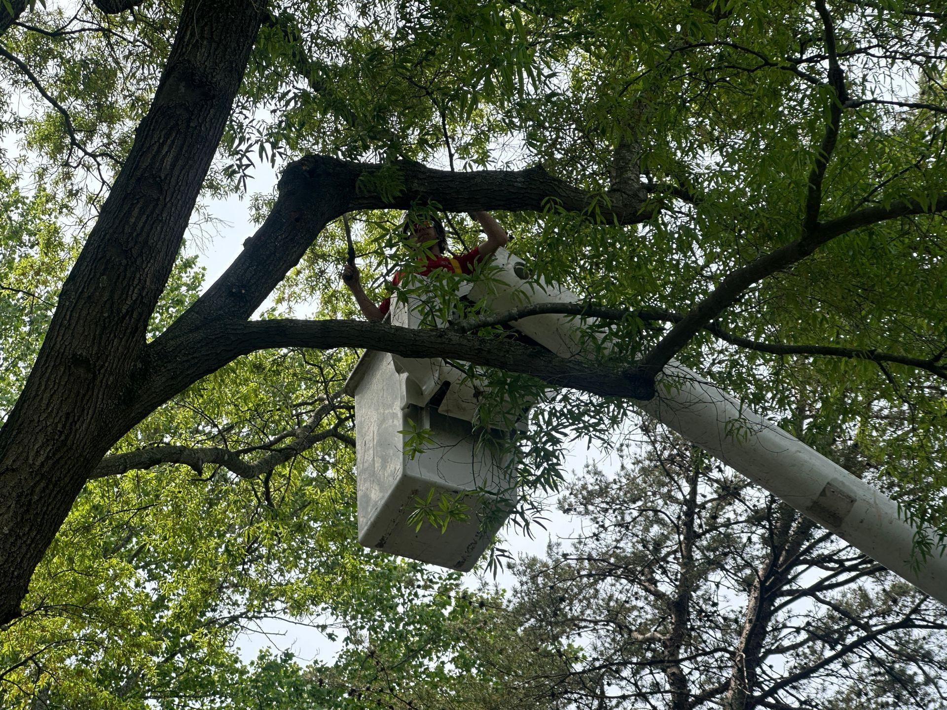 Emergency tree removal removing storm damaged limbs with cherry picker in Dover Delaware
