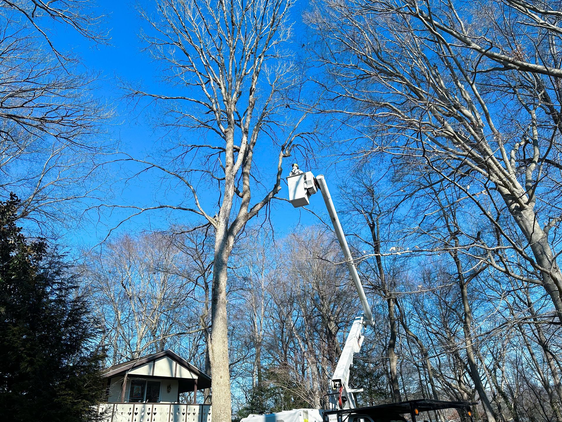 Emergency tree removal with arborist in cherry picker after storm in Milford Delaware