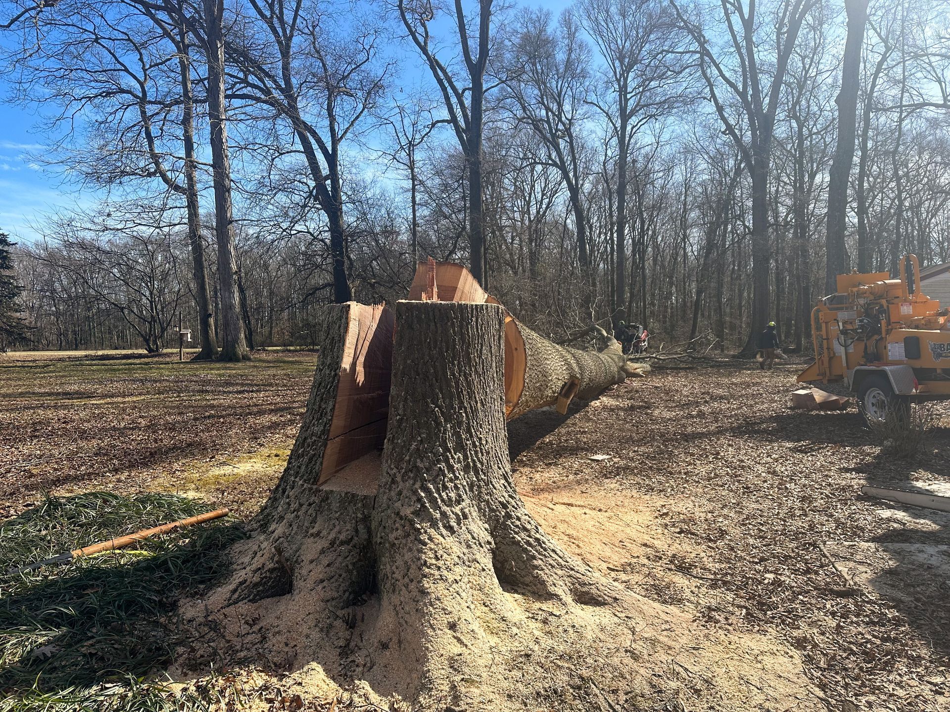 Emergency tree removal clearing fallen tree from property in Milford Delaware