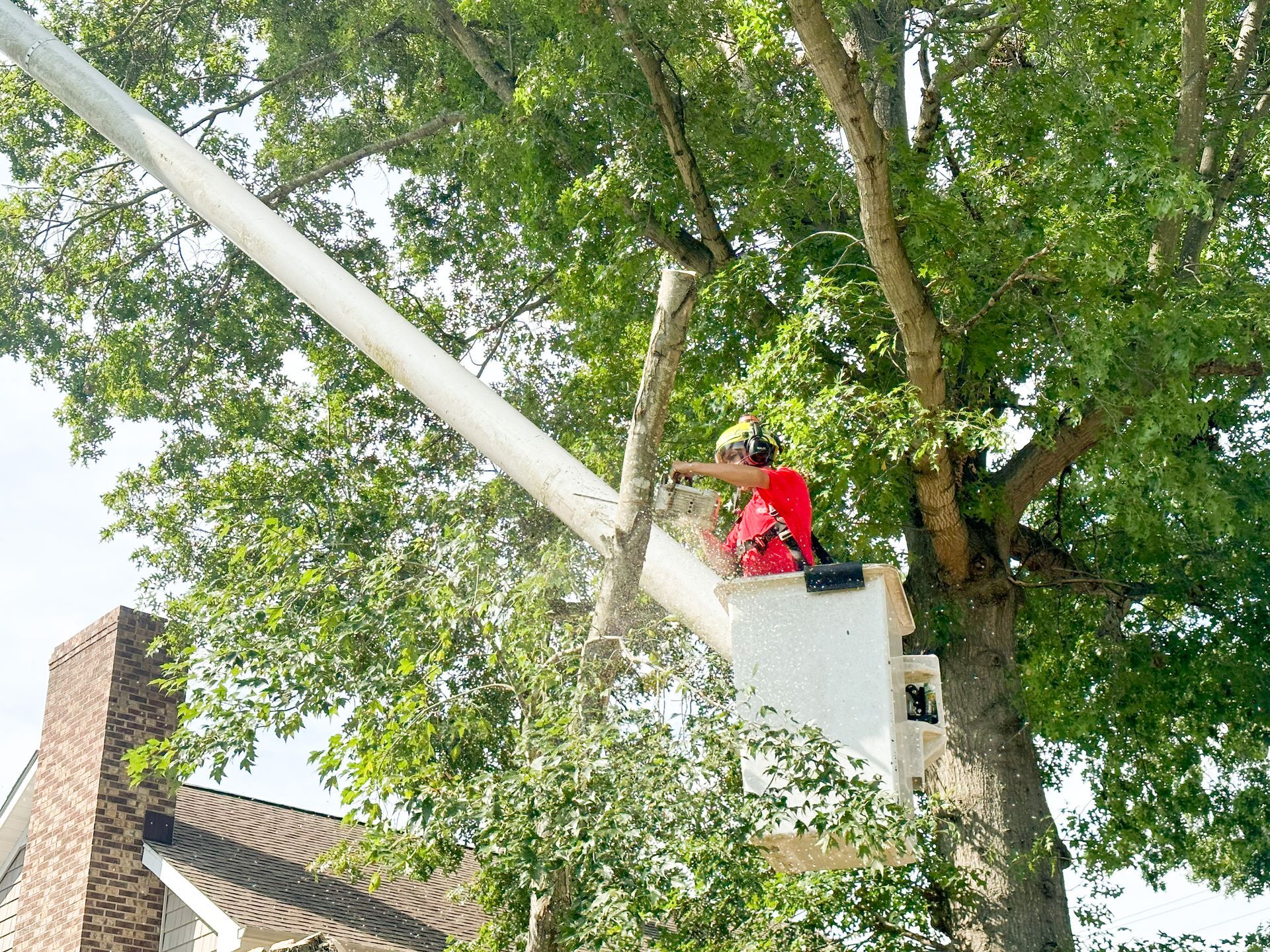 Tree pruning service improving residential property safety in Dover Delaware
