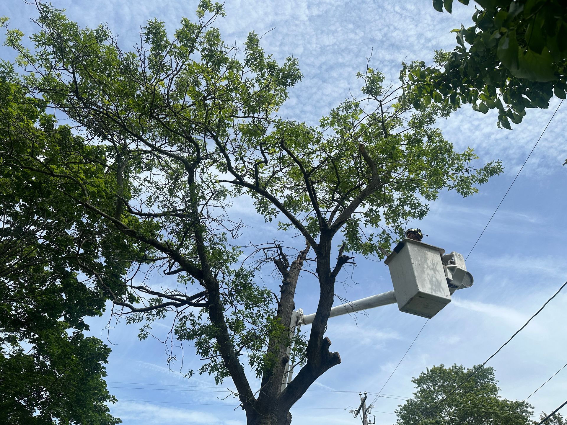 Emergency tree removal from residential property using bucket truck in Sussex County Delaware
