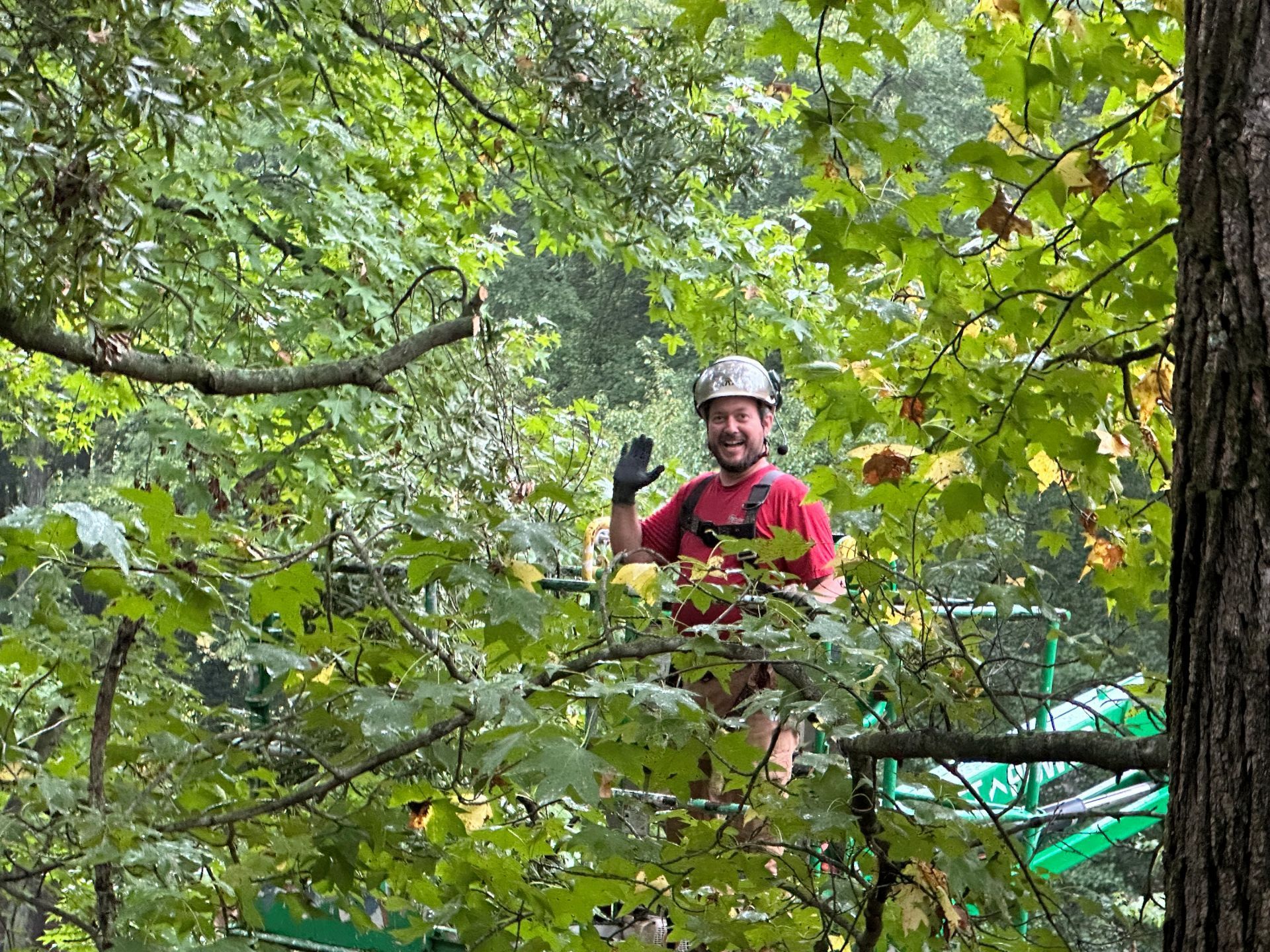 Tree health inspection on residential property in Dover Delaware