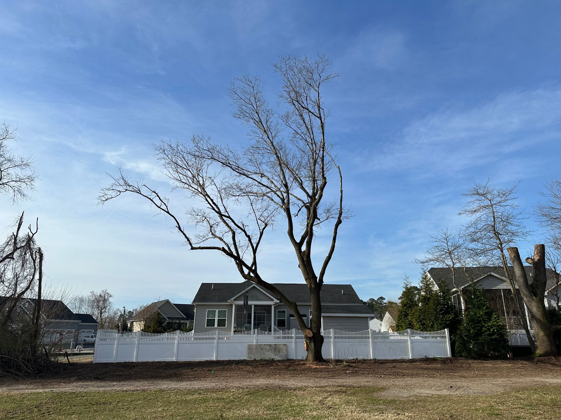 Professional tree removal removing damaged tree in Dover Delaware